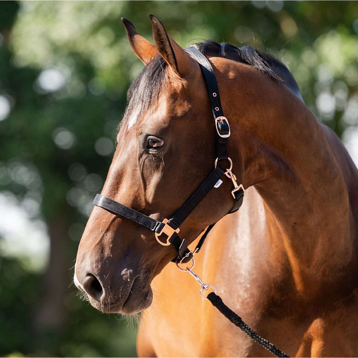 HB Head Collar Set Eclipe Black