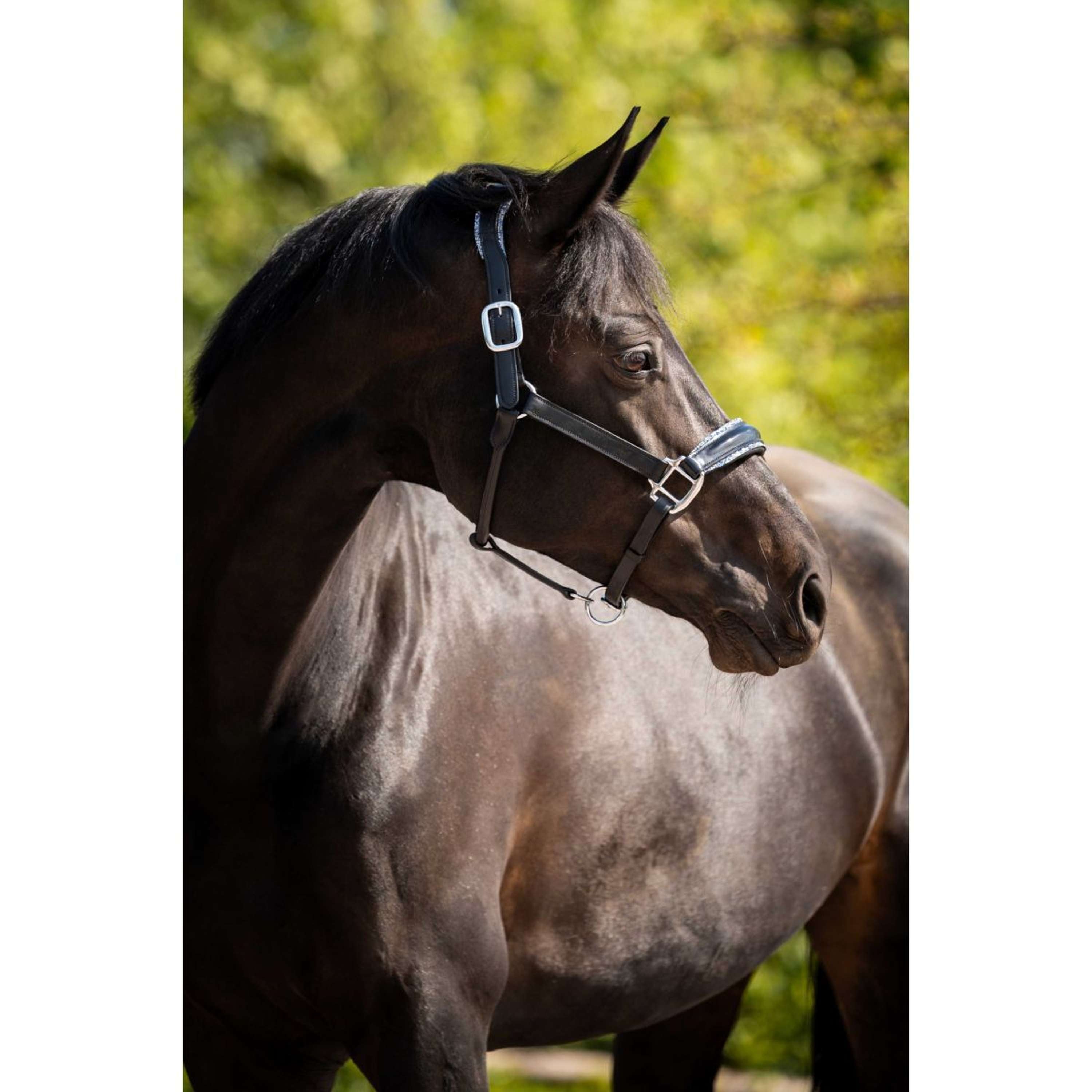 HB Ruitersport Halter Showtime Grand Slam Black/Aqua Blue