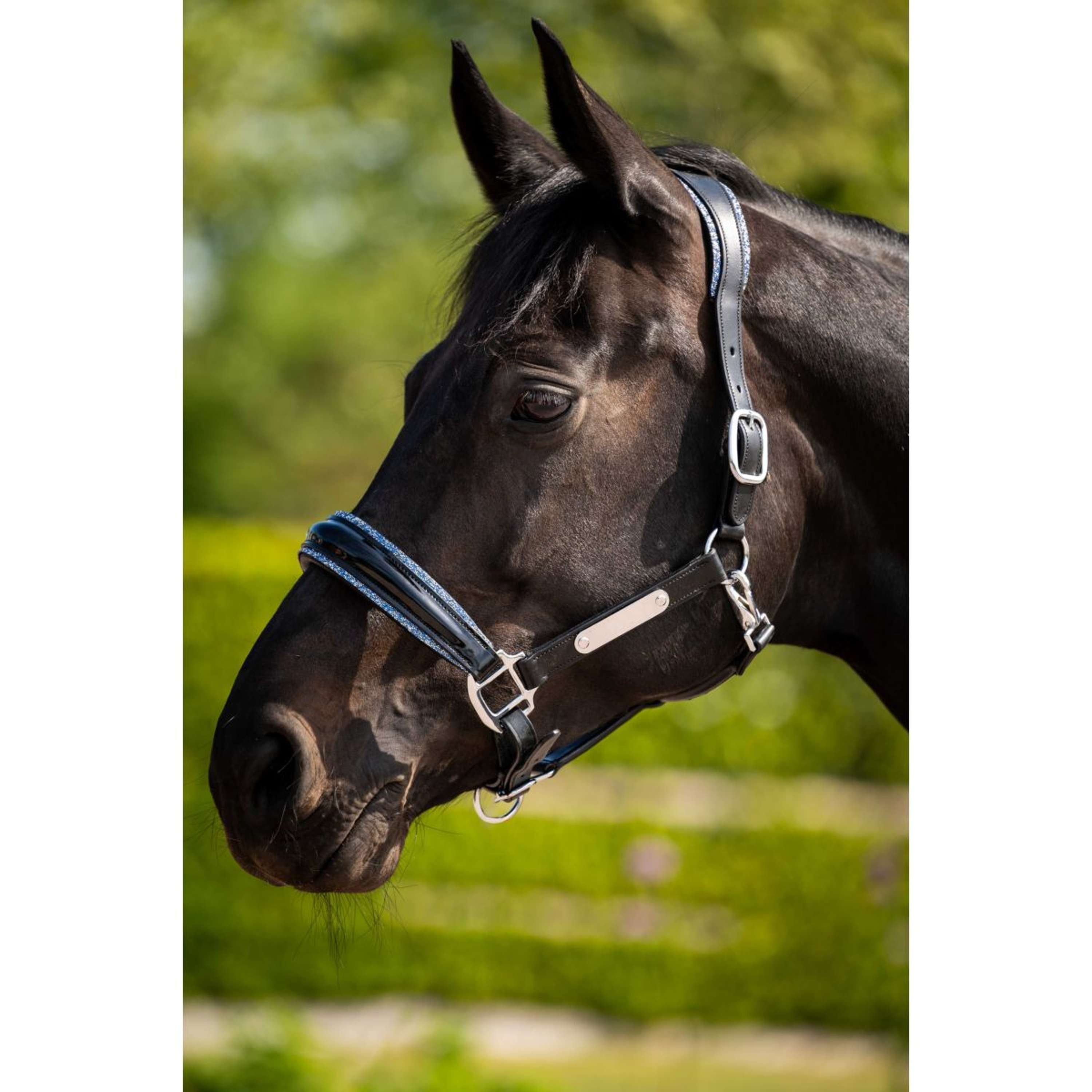 HB Ruitersport Halter Showtime Grand Slam Black/Aqua Blue