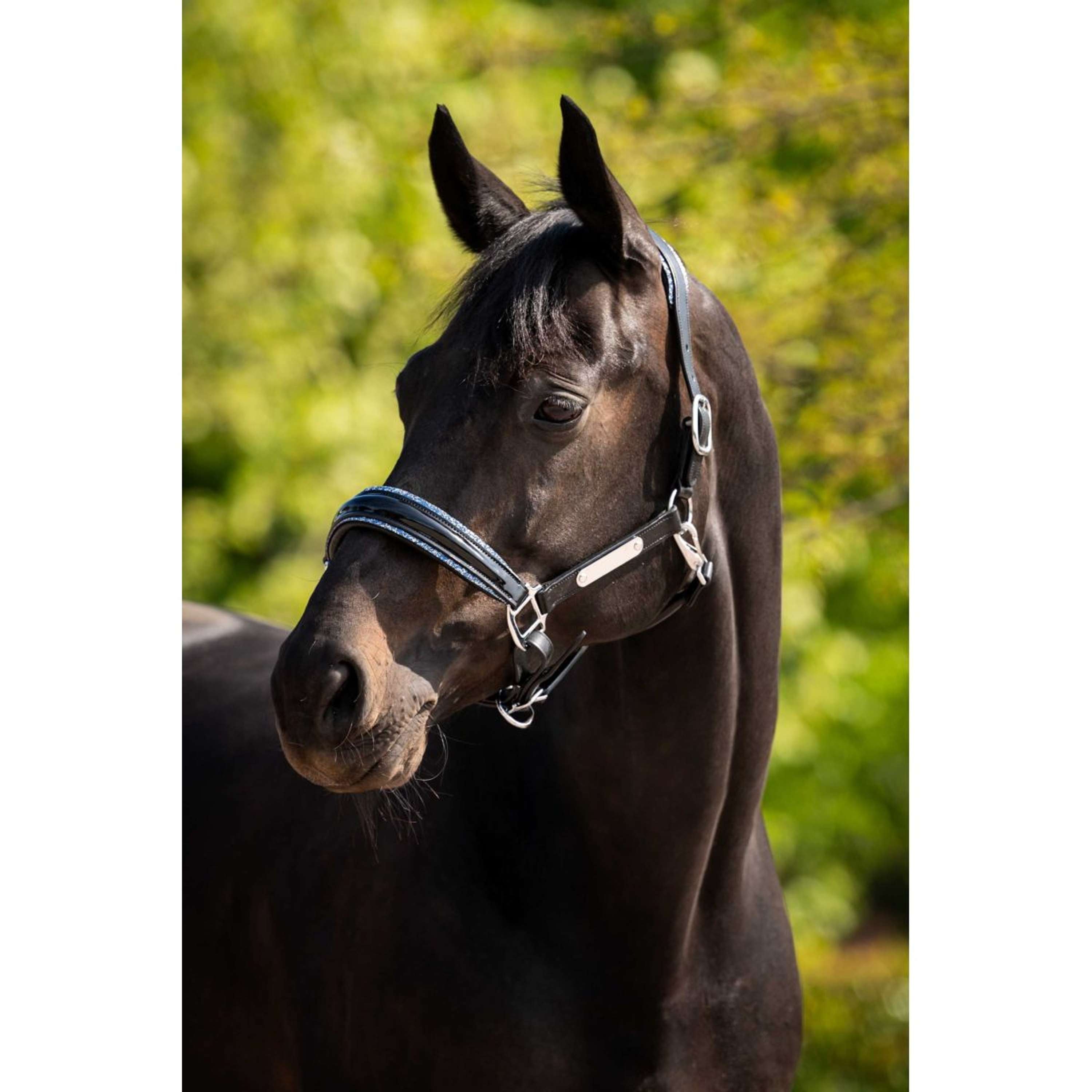 HB Ruitersport Halter Showtime Grand Slam Black/Aqua Blue