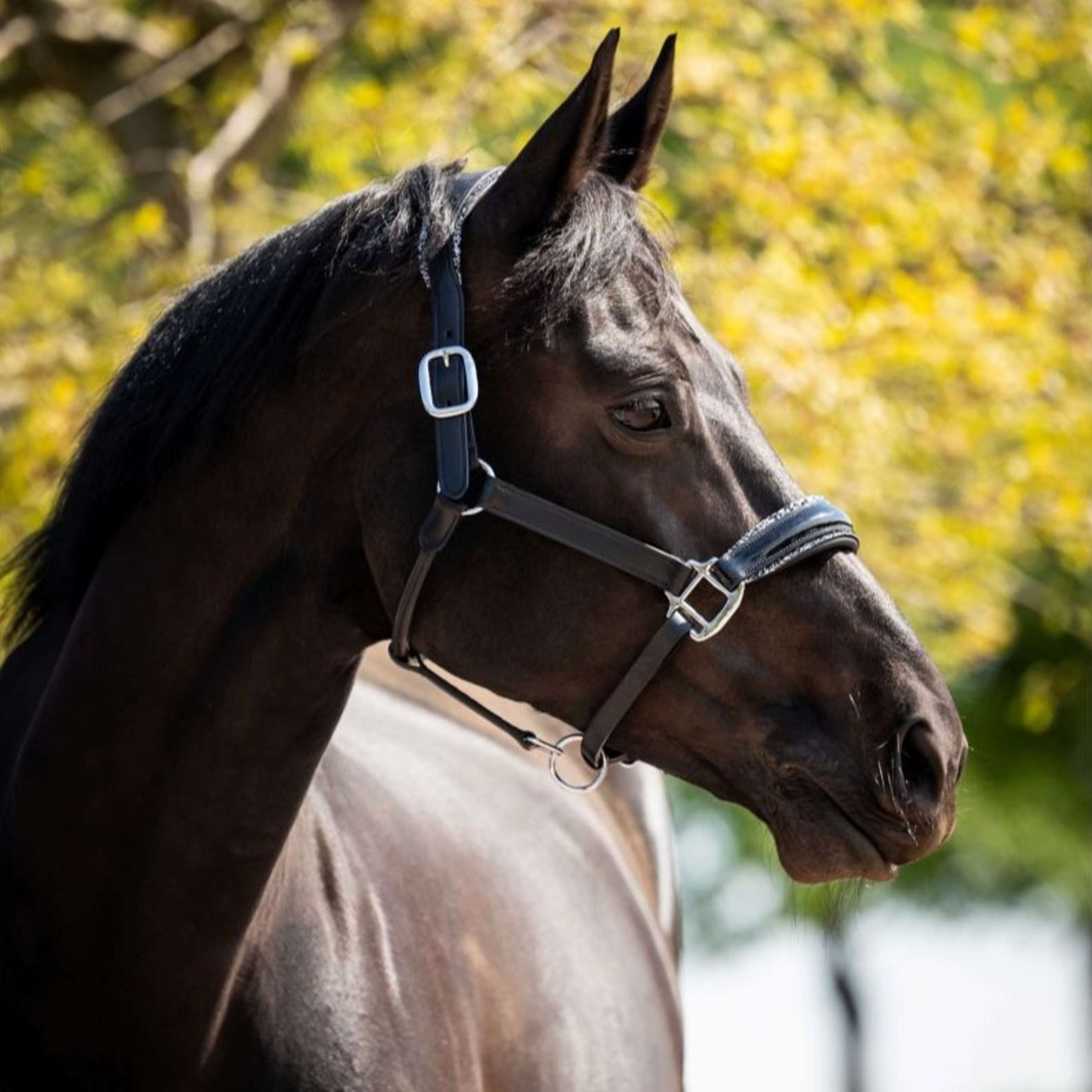 HB Ruitersport Halter Showtime Grand Slam Black/Silver