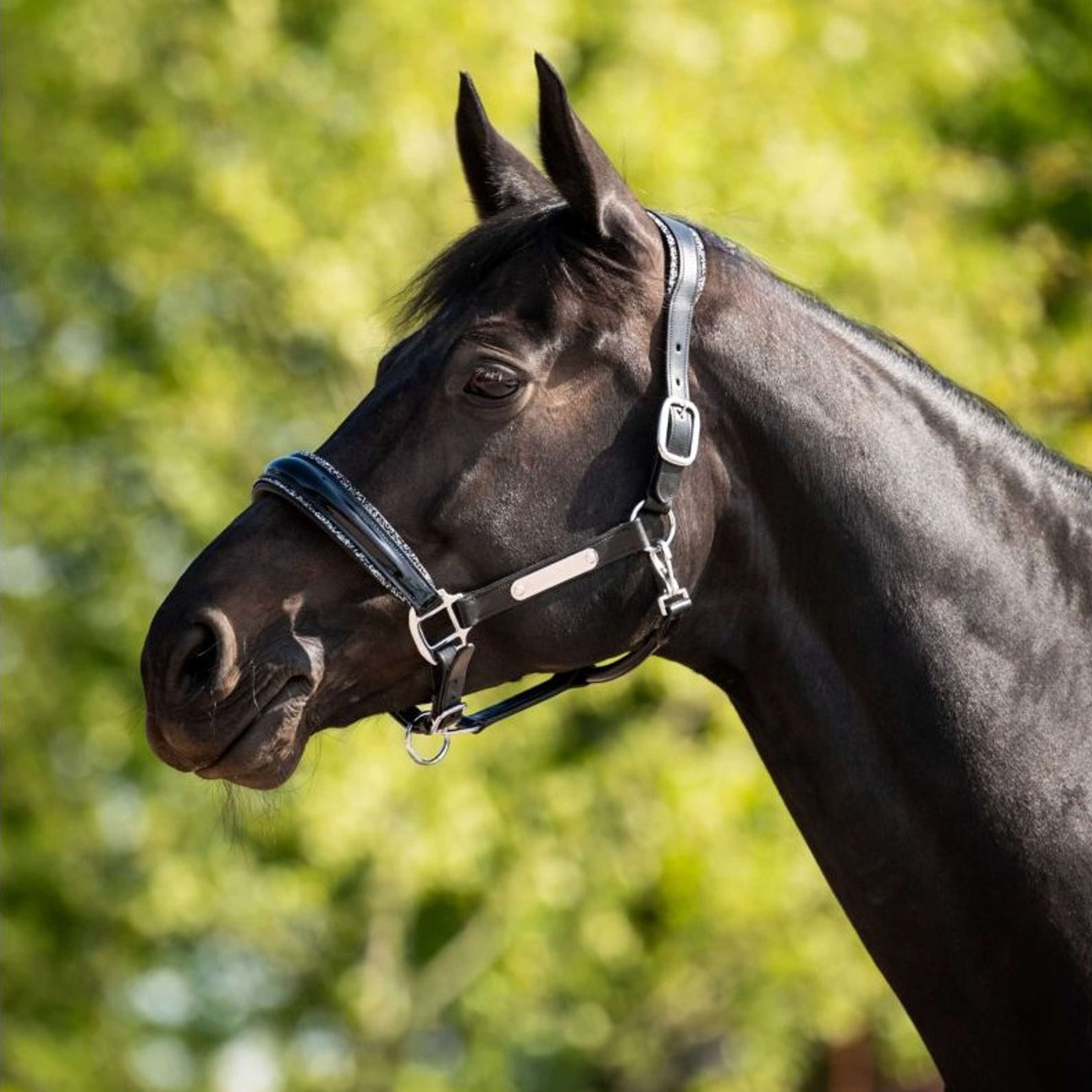HB Ruitersport Halter Showtime Grand Slam Black/Silver