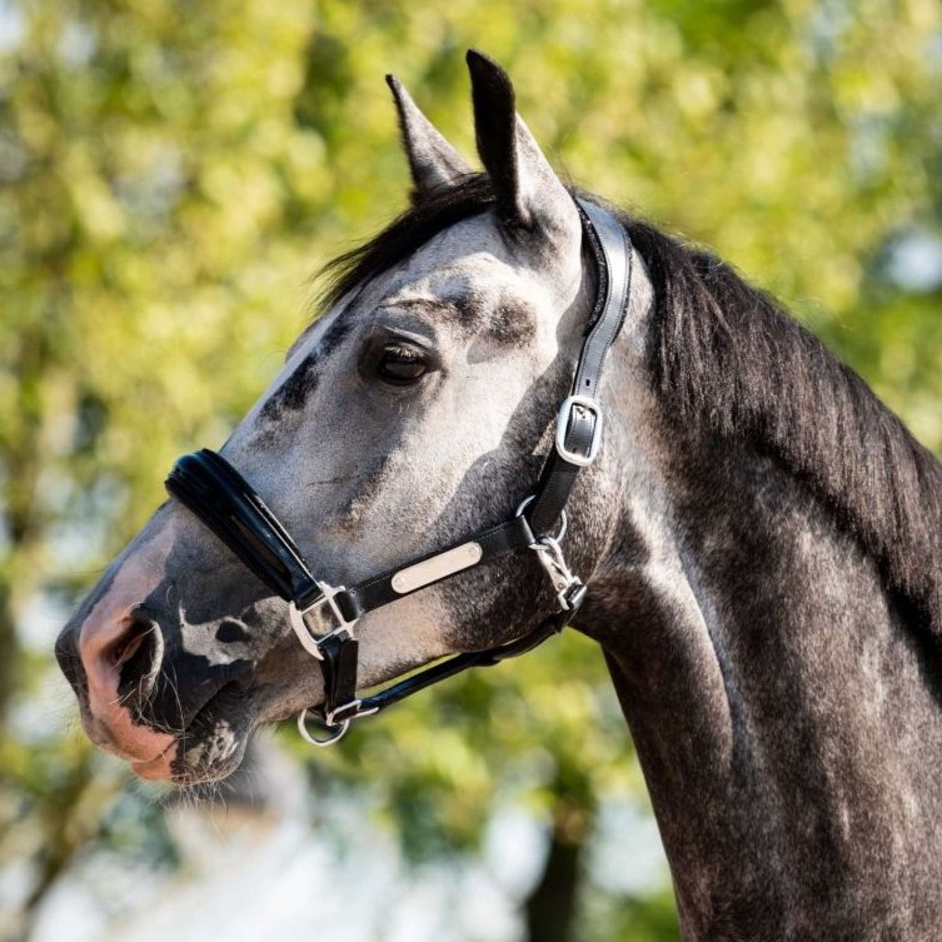 HB Ruitersport Halter Showtime Grand Slam Black/Black