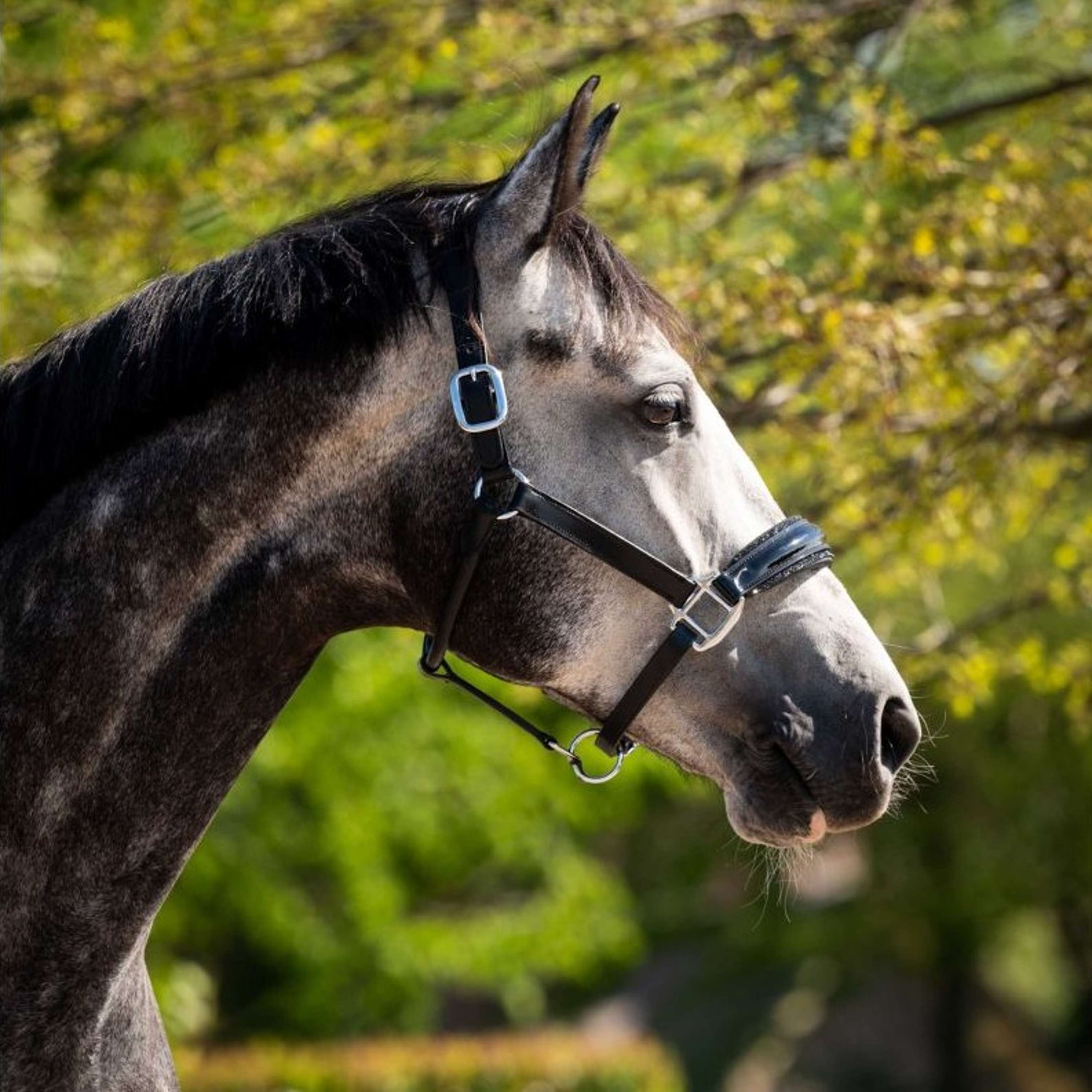 HB Ruitersport Halter Showtime Grand Slam Black/Black