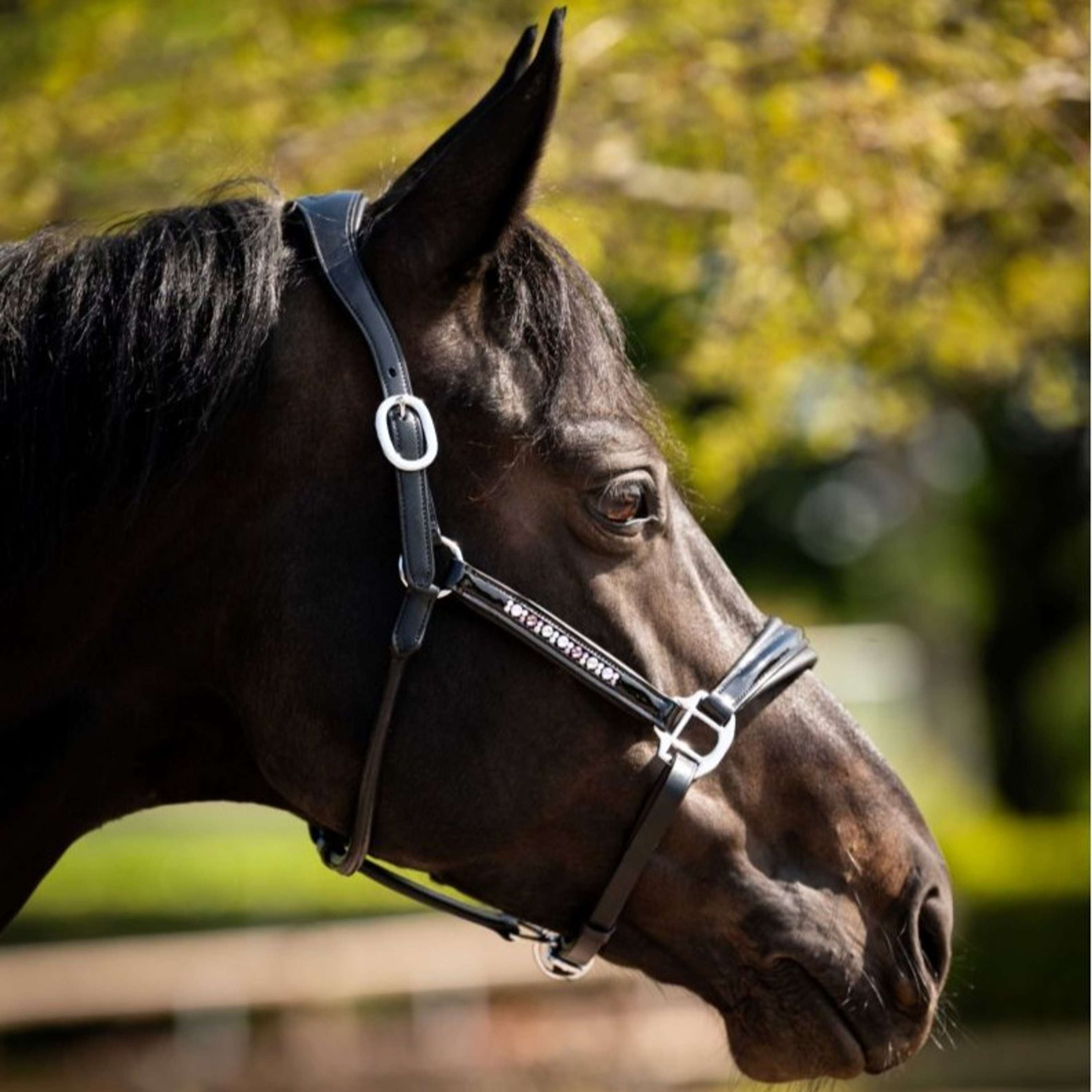 HB Ruitersport Halter Showtime Pasadena Black