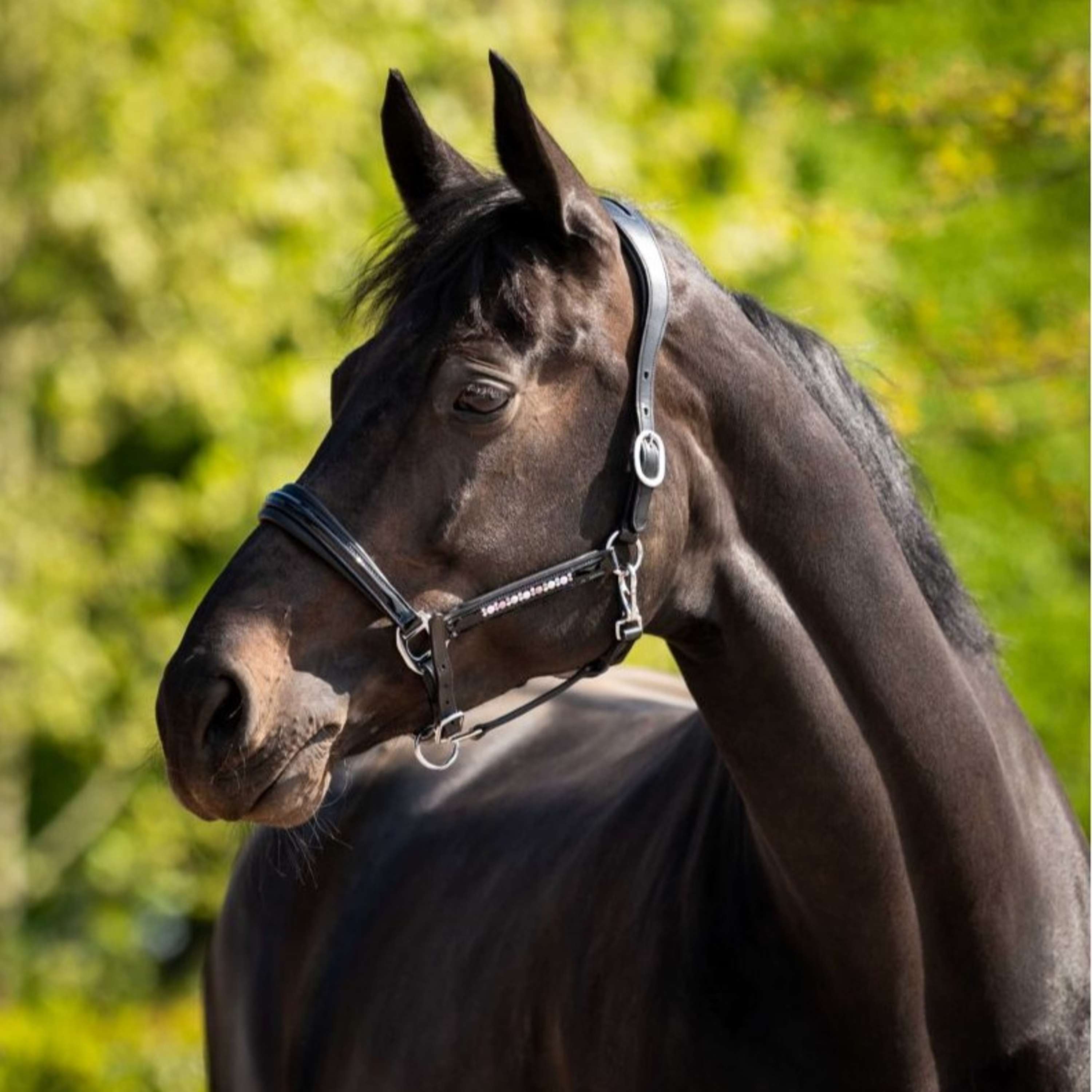 HB Ruitersport Halter Showtime Pasadena Black