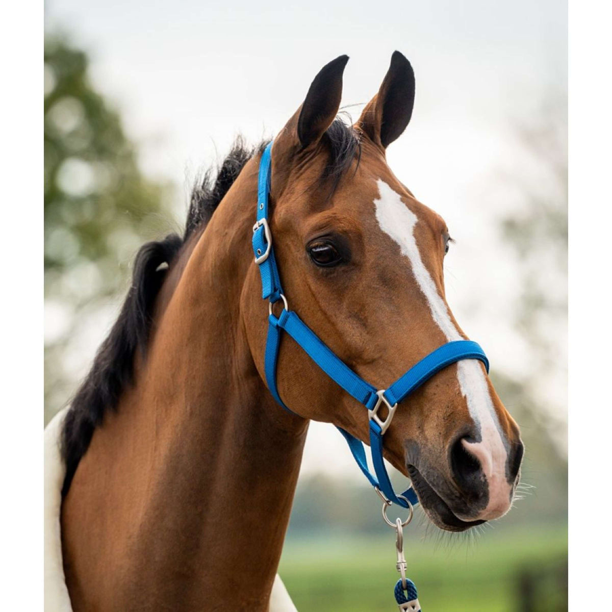 HB Showtime Head Collar Set Tropical Velvet Turkish Blue