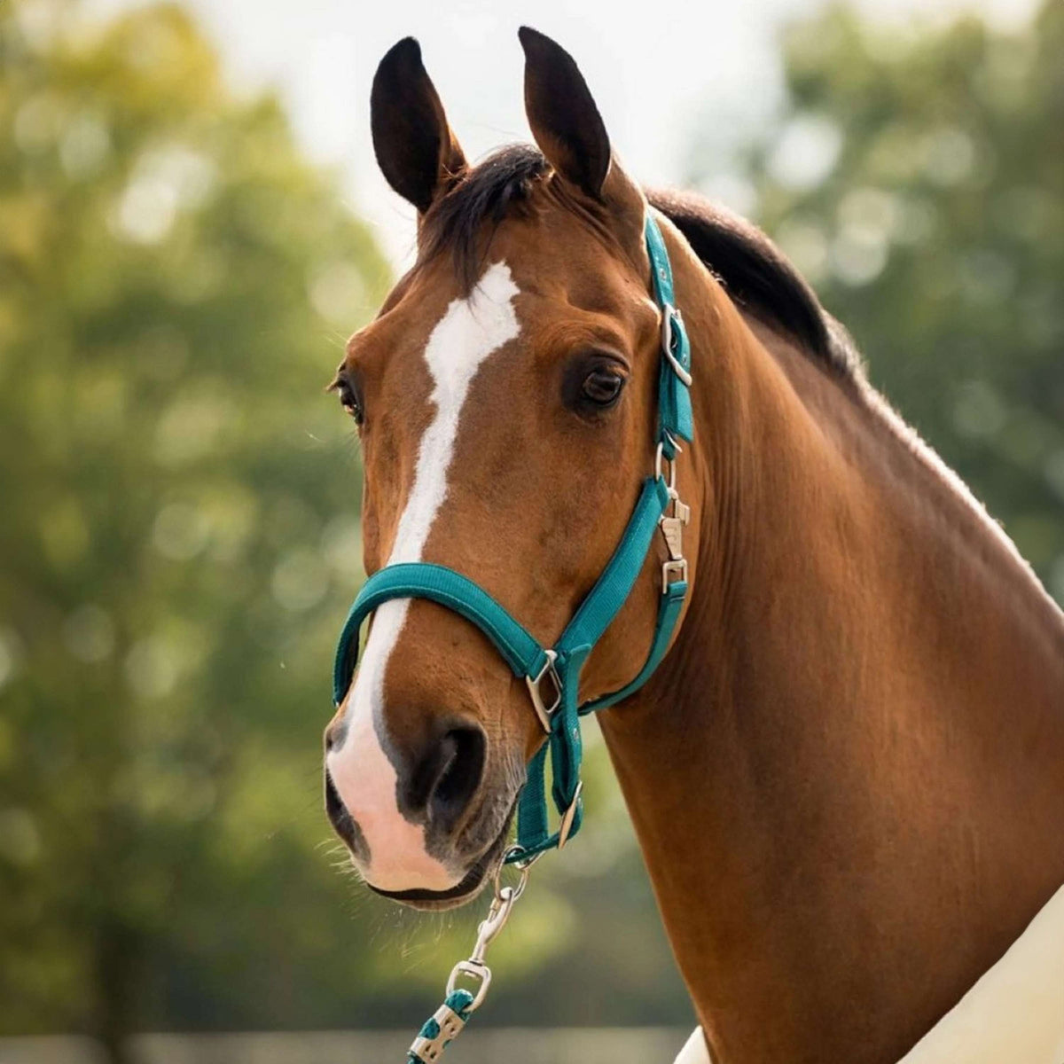 HB Showtime Head Collar Set Tropical Velvet Smaragd Green