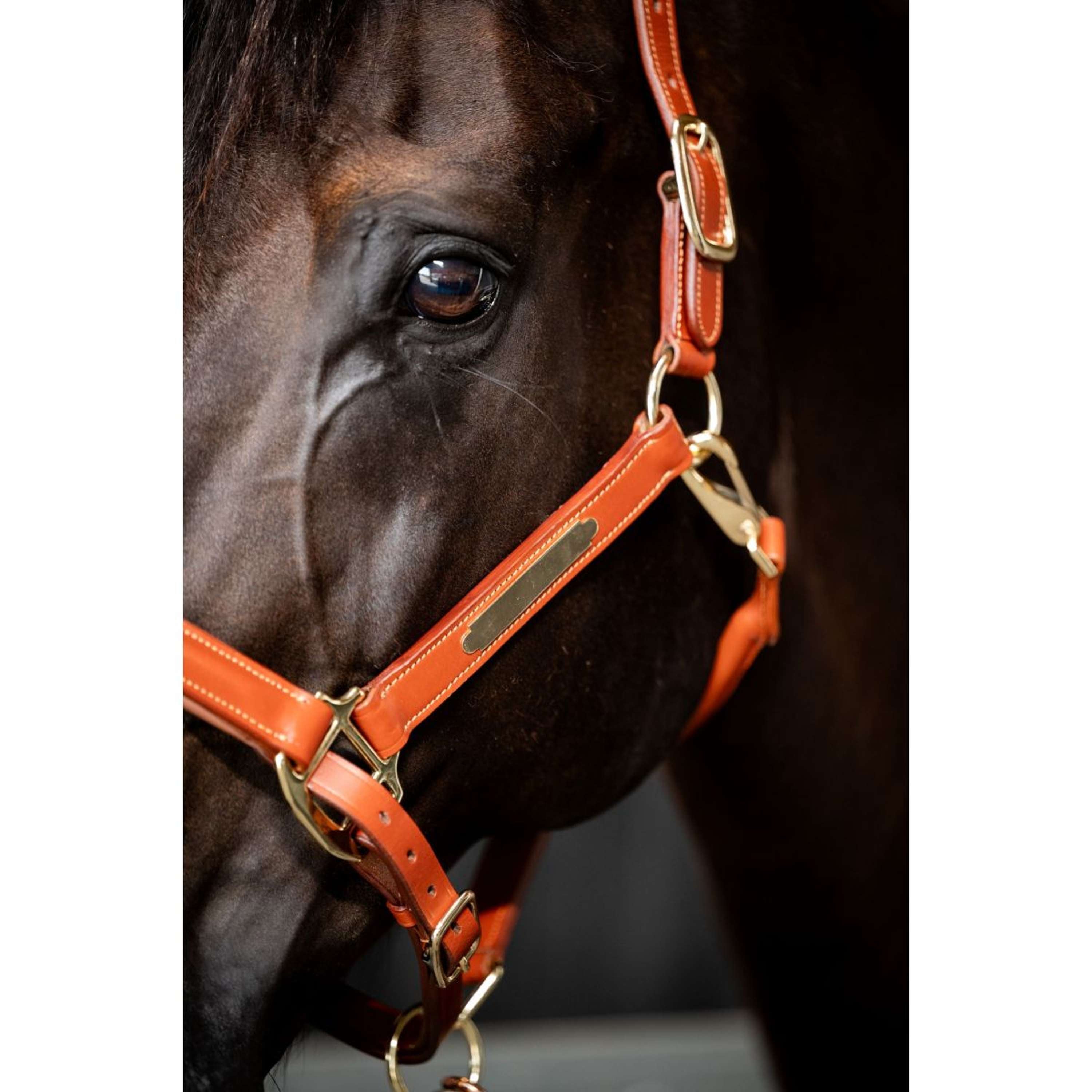 HB Showtime Halter Name Cognac