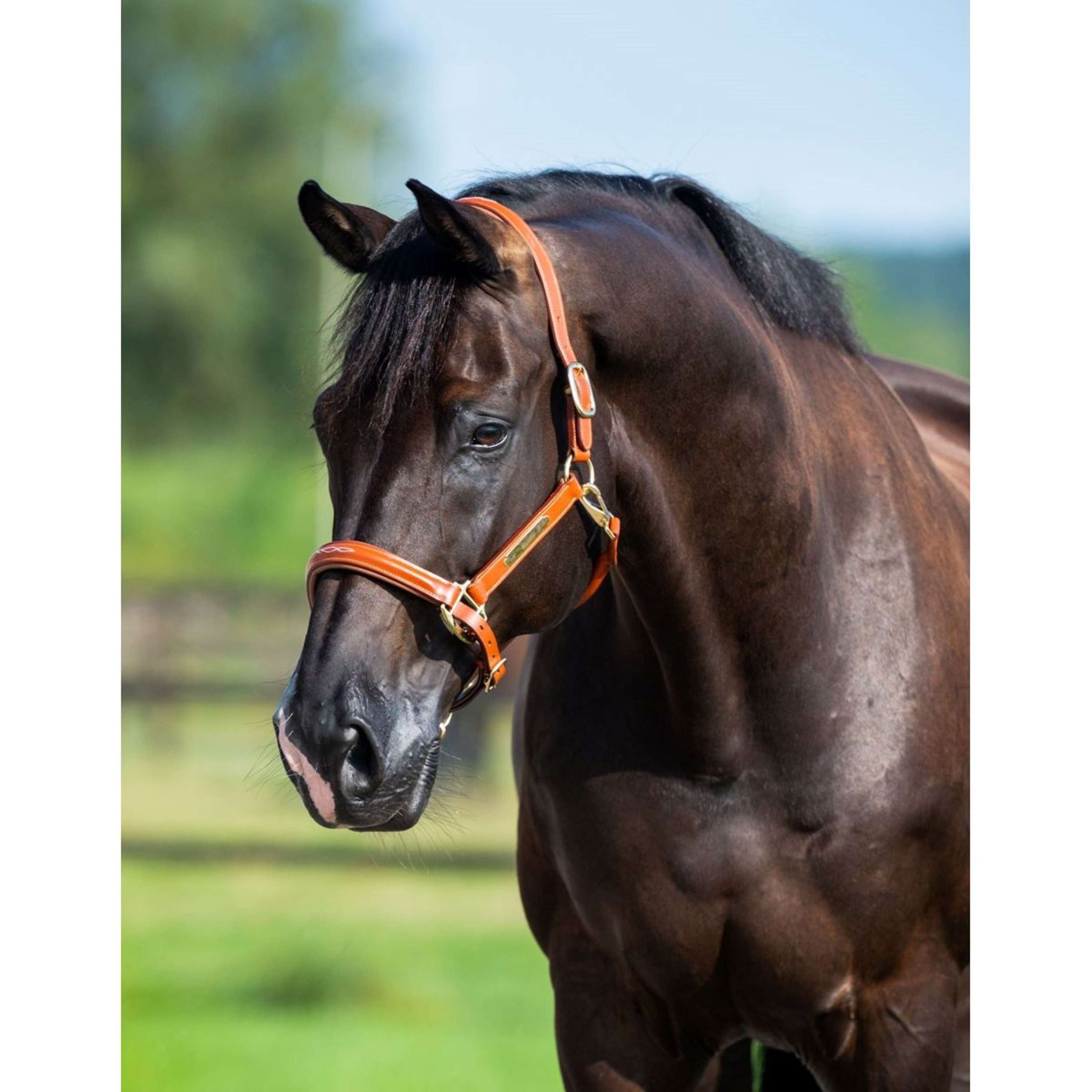 HB Showtime Halter Name Cognac