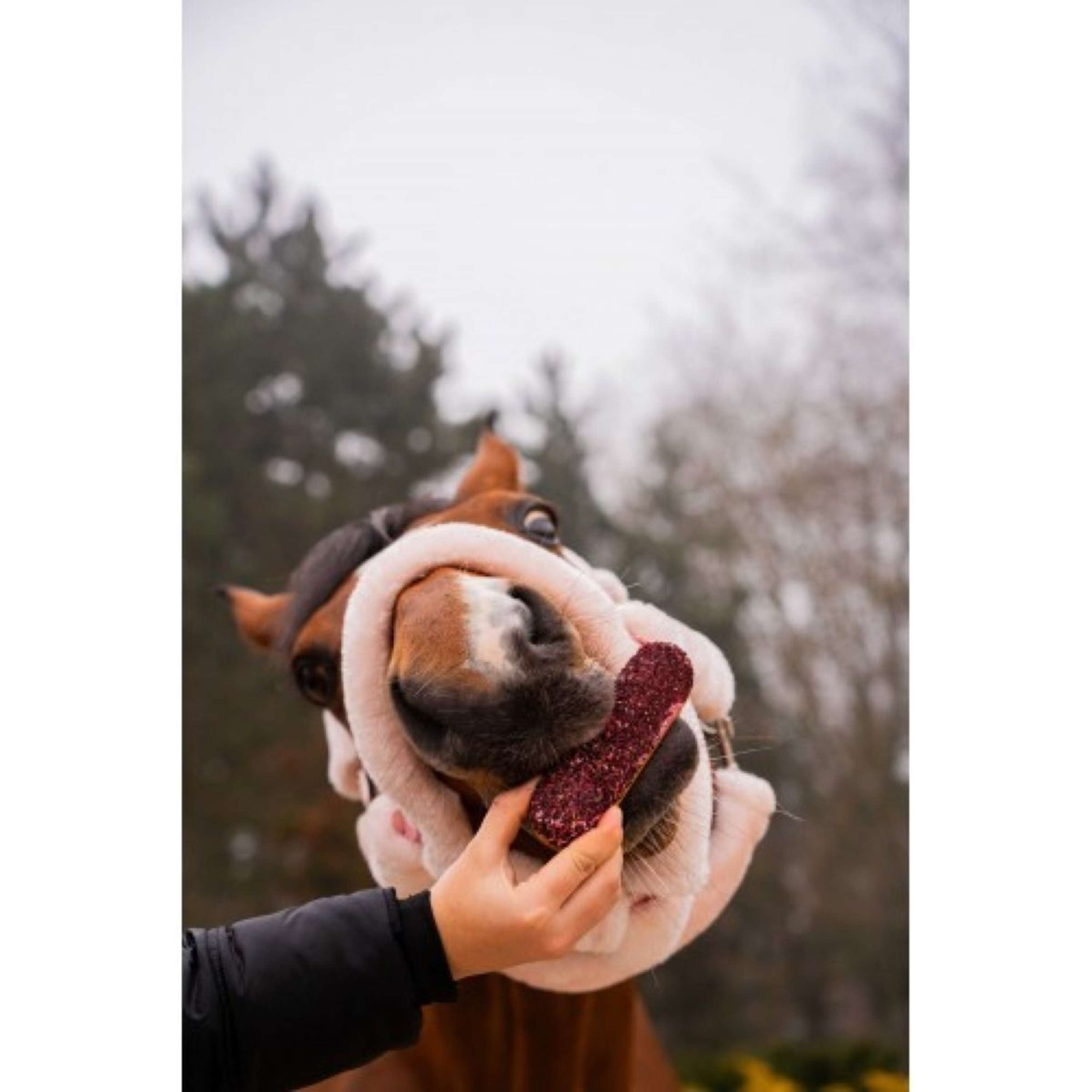 Candy Horse Love Cookies Hibiscus Eclair