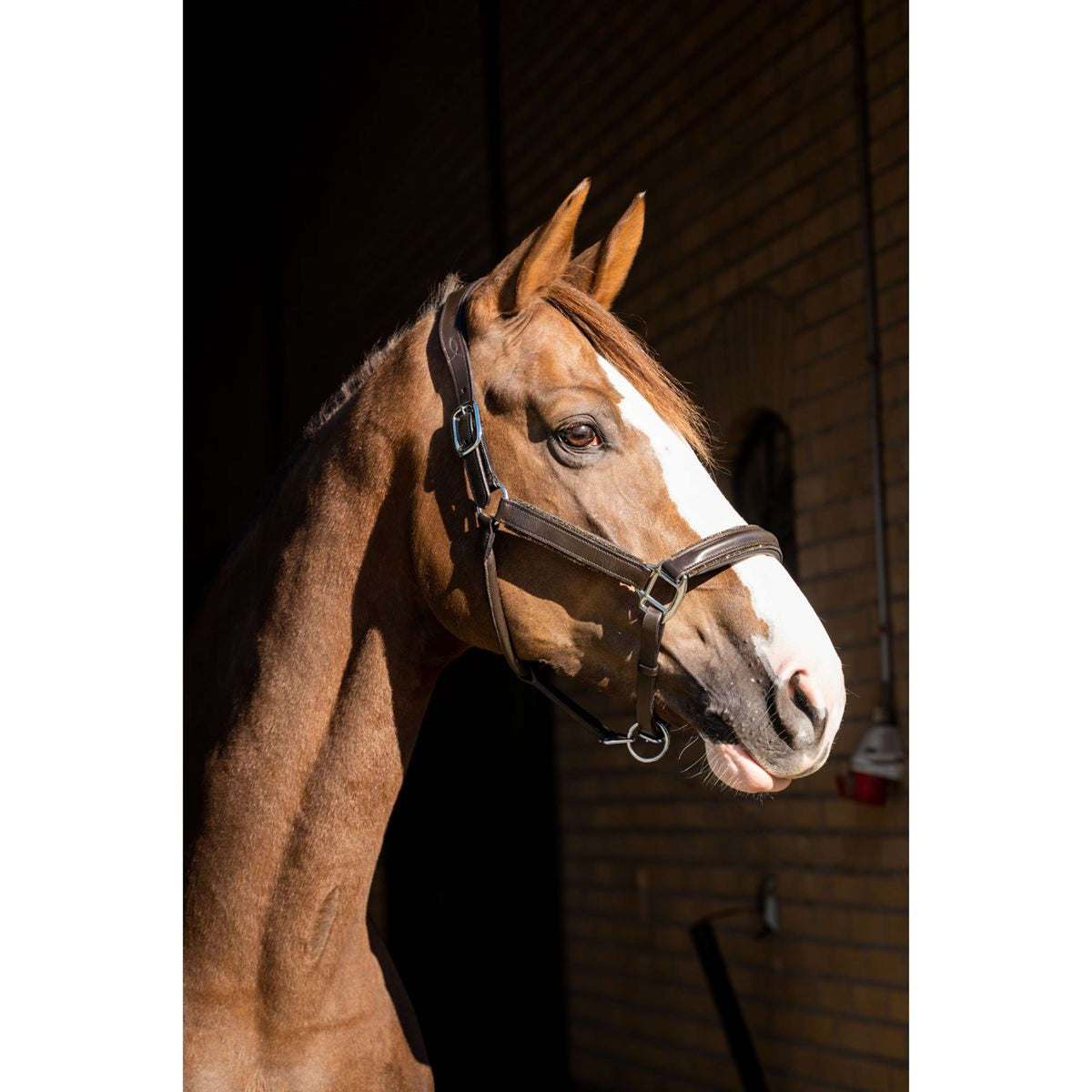 HB Showtime Halter Glitty Brown/Golden Glitter