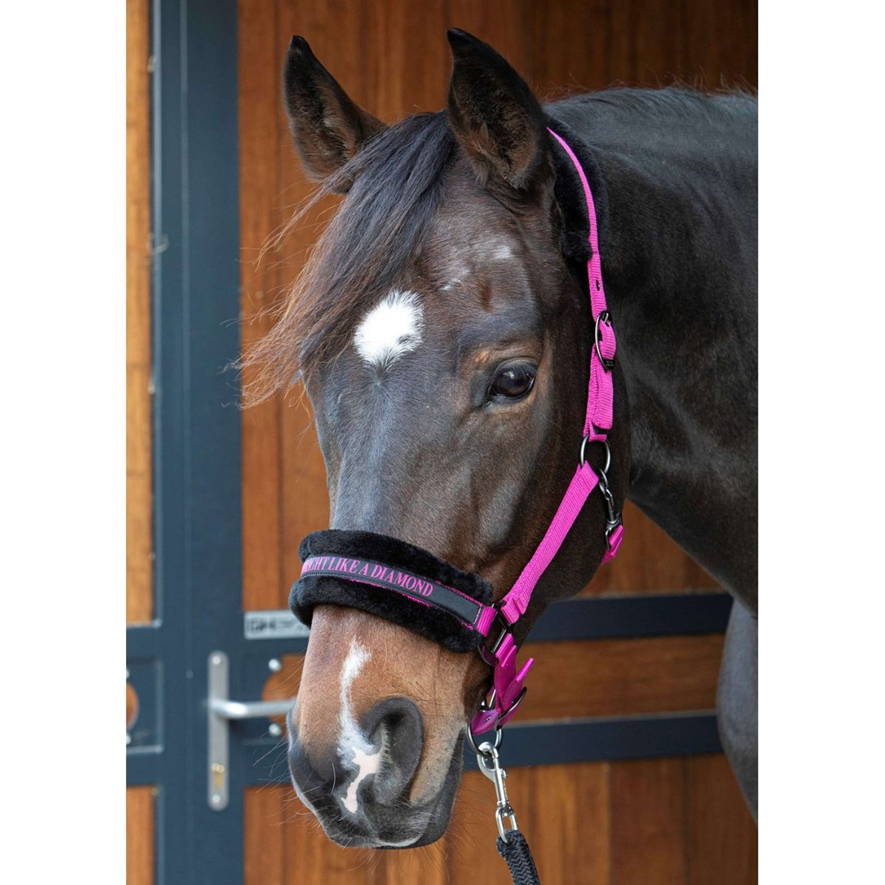 Harry's Horse Halter Lyrics Quotes Fuchsia