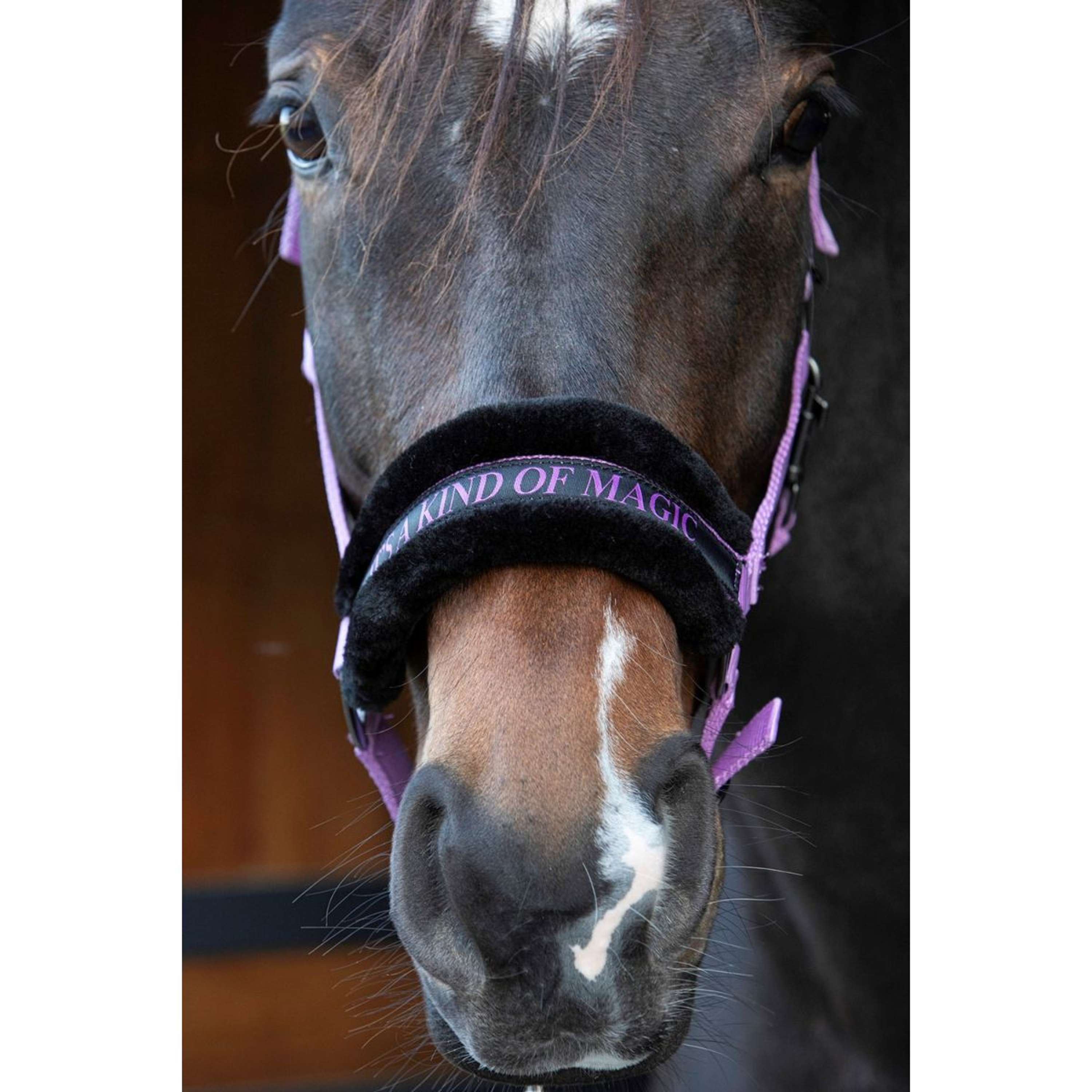 Harry's Horse Halter Lyrics Quotes Lila
