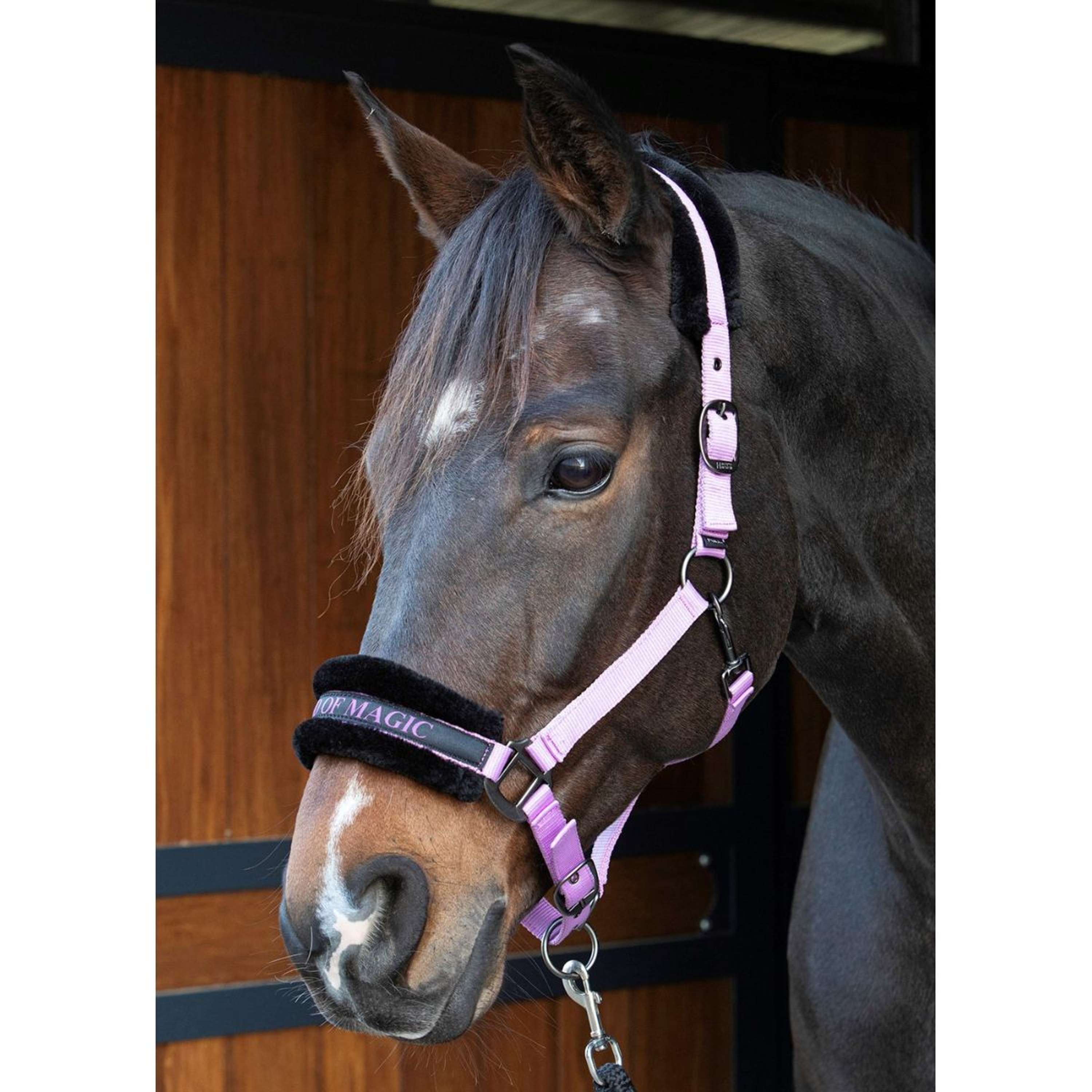 Harry's Horse Halter Lyrics Quotes Lila