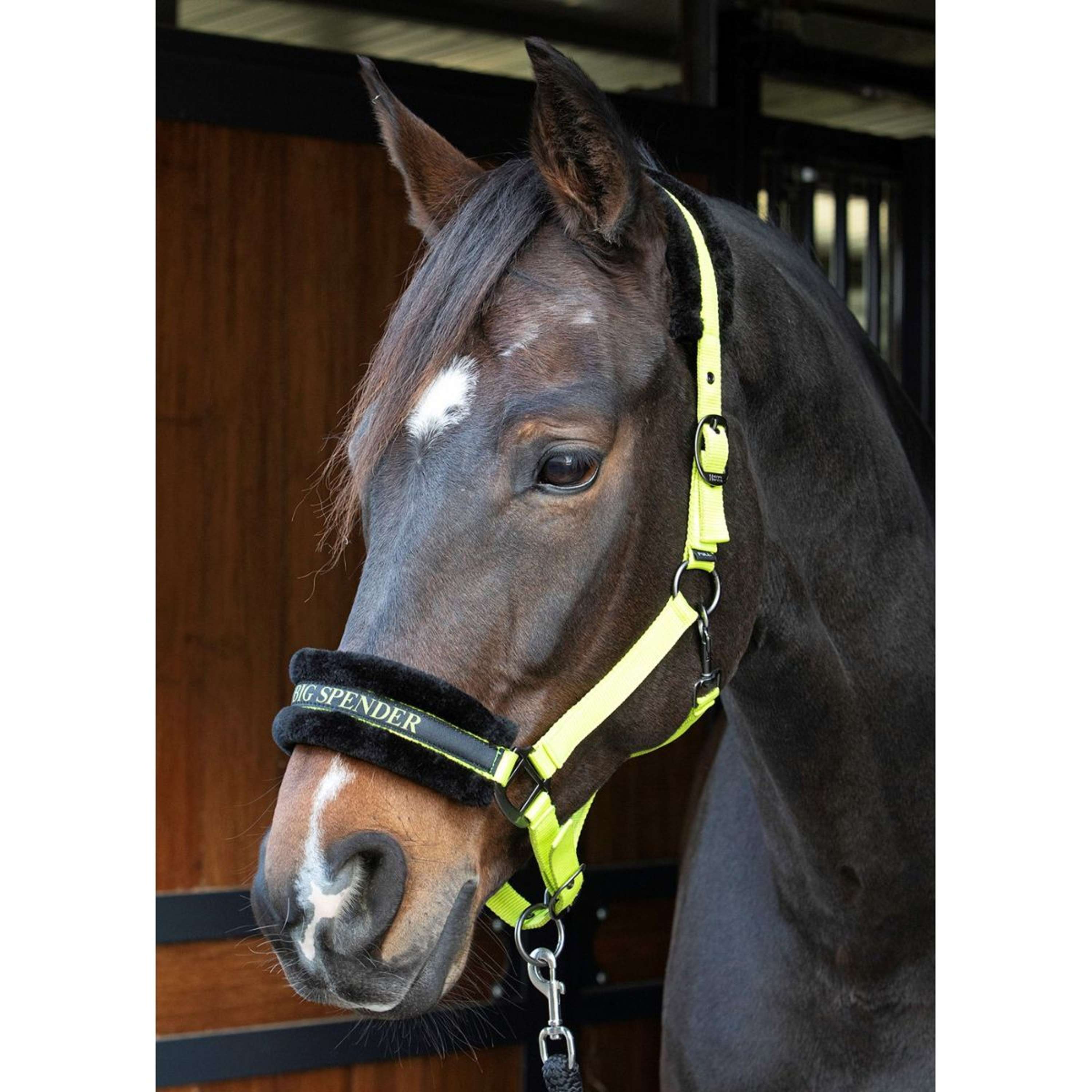 Harry's Horse Halter Lyrics Quotes Lime