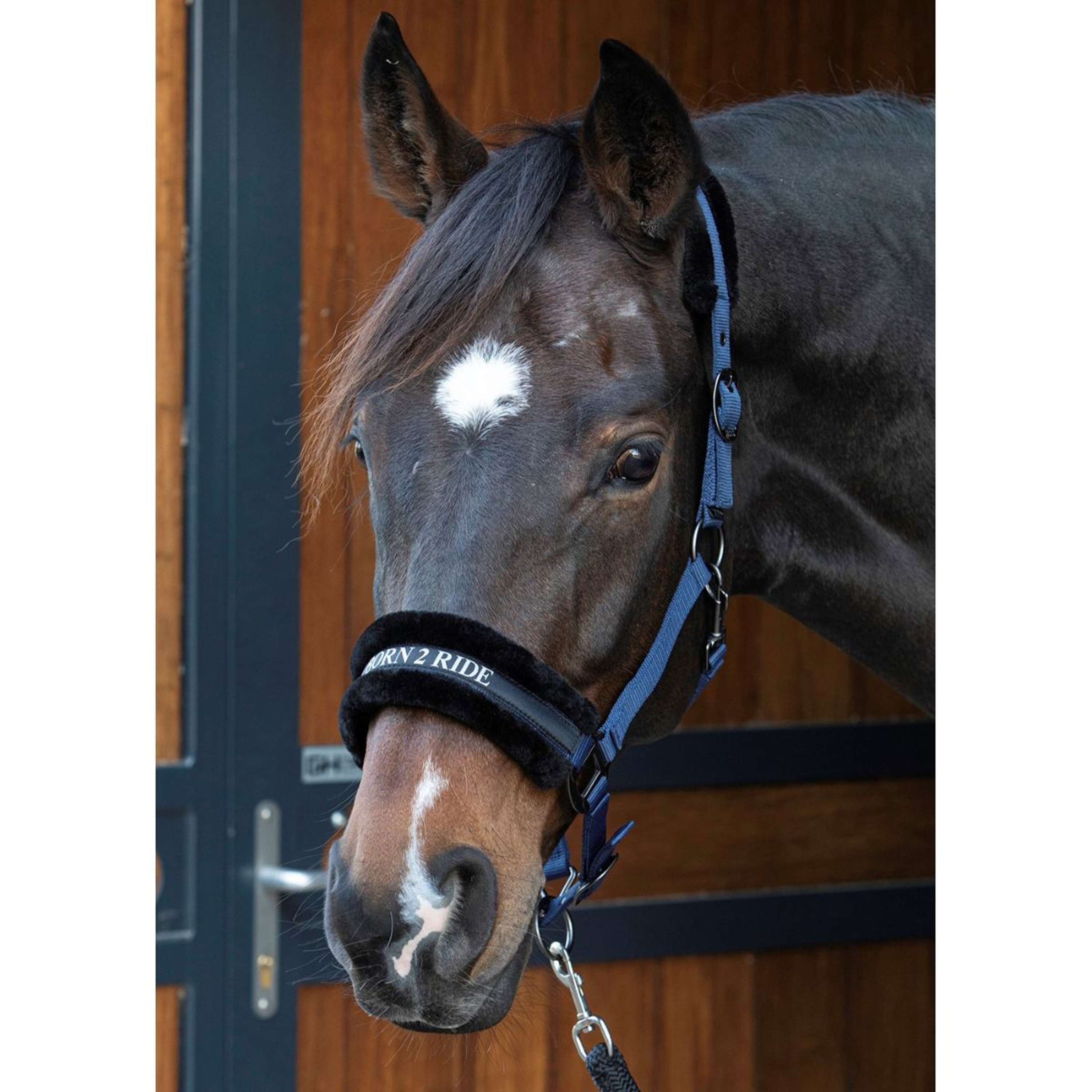 Harry's Horse Halter Lyrics Quotes Navy