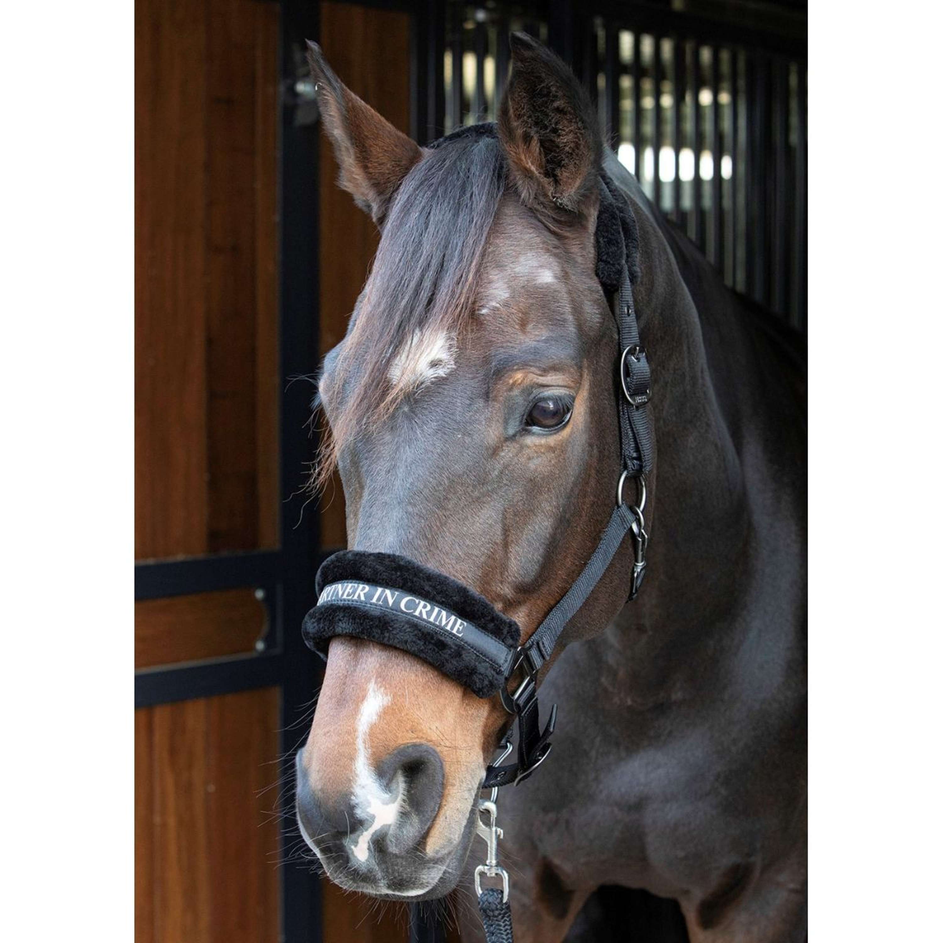 Harry's Horse Halter Lyrics Quotes Black