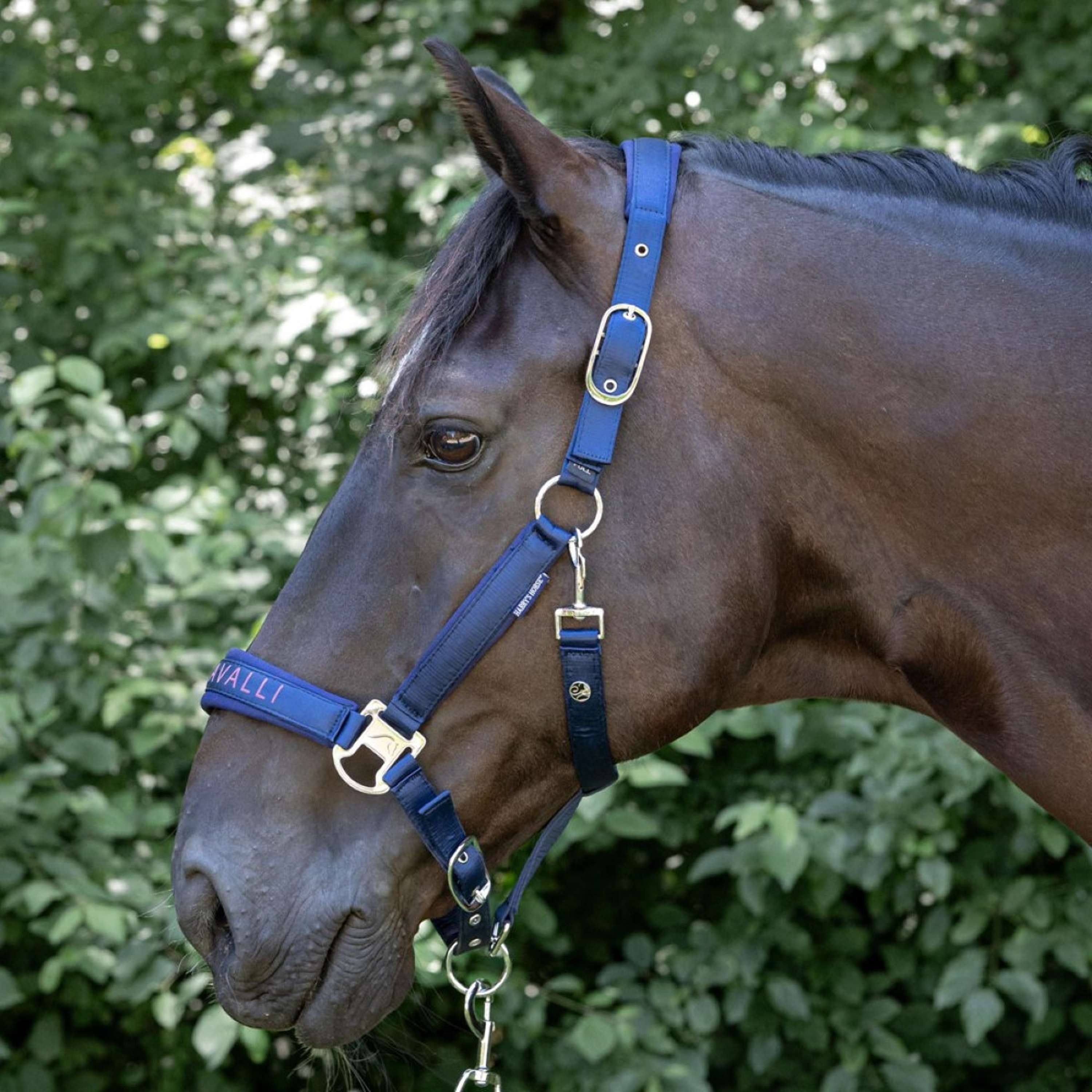 Harry's Horse Halter Set Denici Cavalli Purple Passion Satin Peacoat