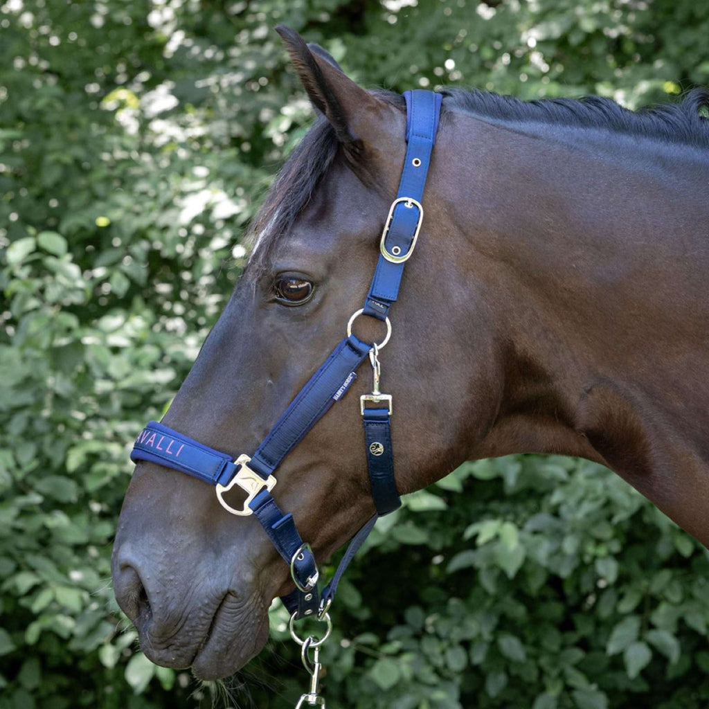 Harry's Horse Head Collar Set Denici Cavalli Purple Passion Satin Peacoat