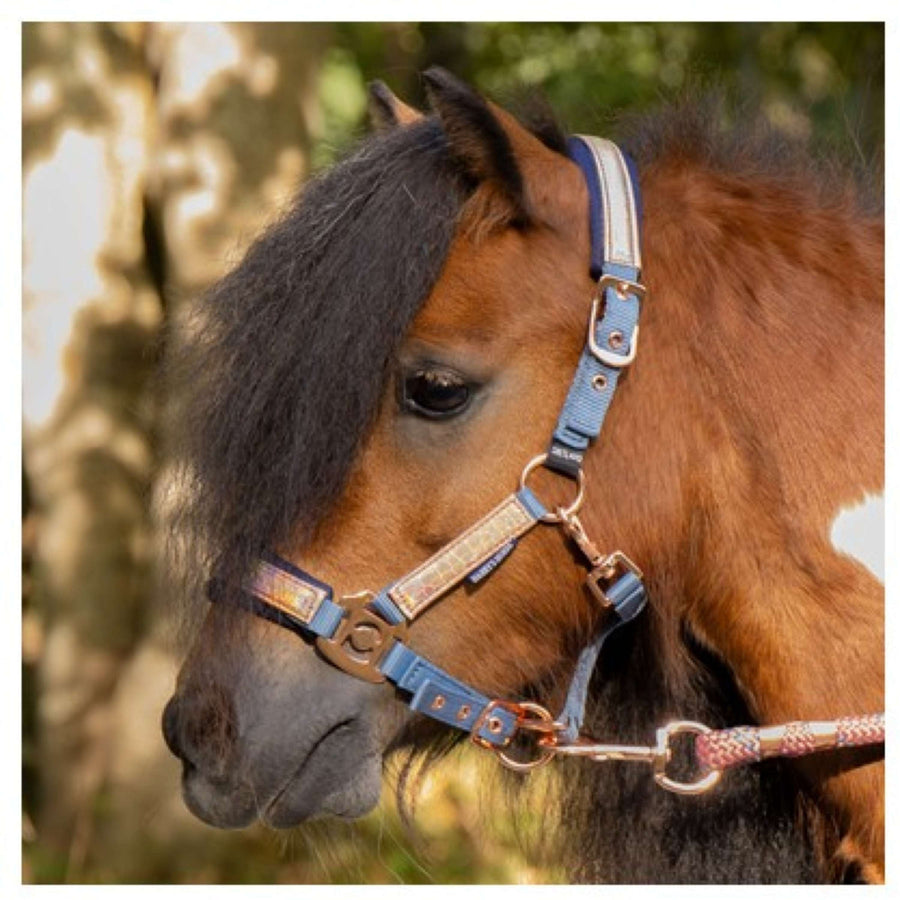 Harry's Horse Head Collar Set Diva Mauvewood Faded-Denim