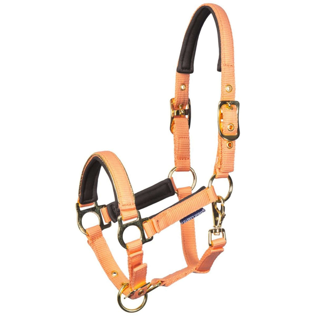 Harry's Horse Foal Halter Metal Cadmium Orange