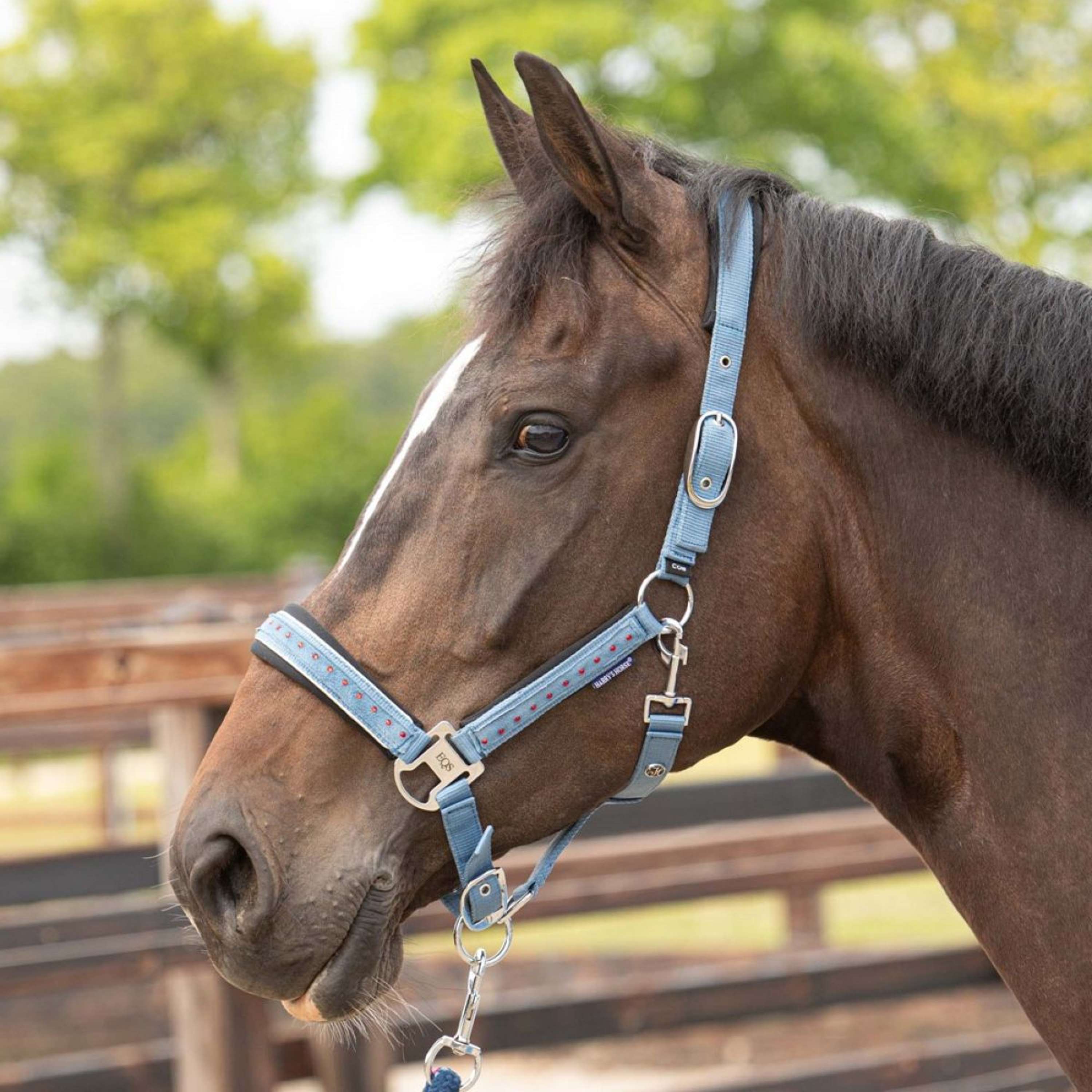 Harry's Horse Halter Set Crystal Blue Heaven