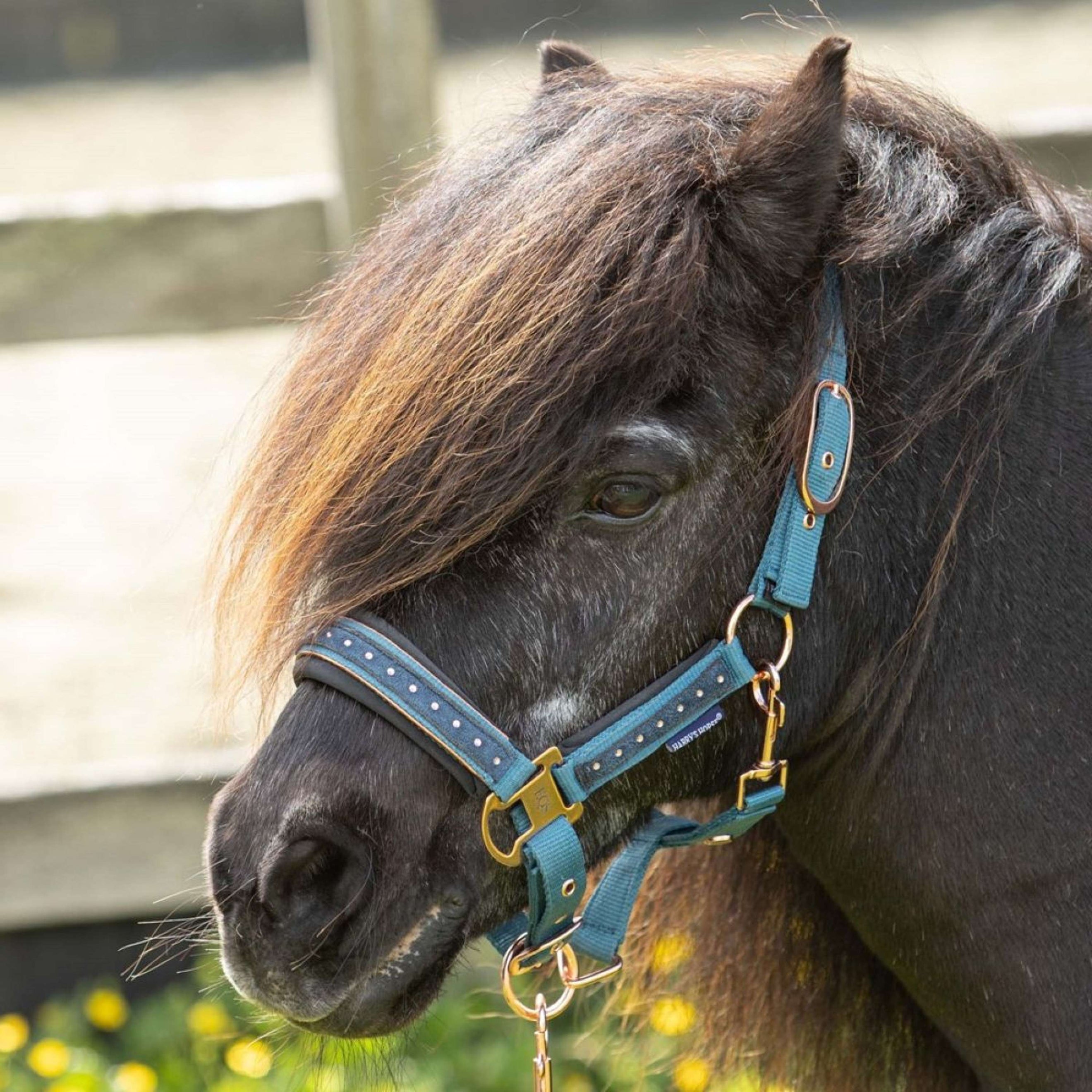 Harry's Horse Head Collar Set Crystal Tapestry