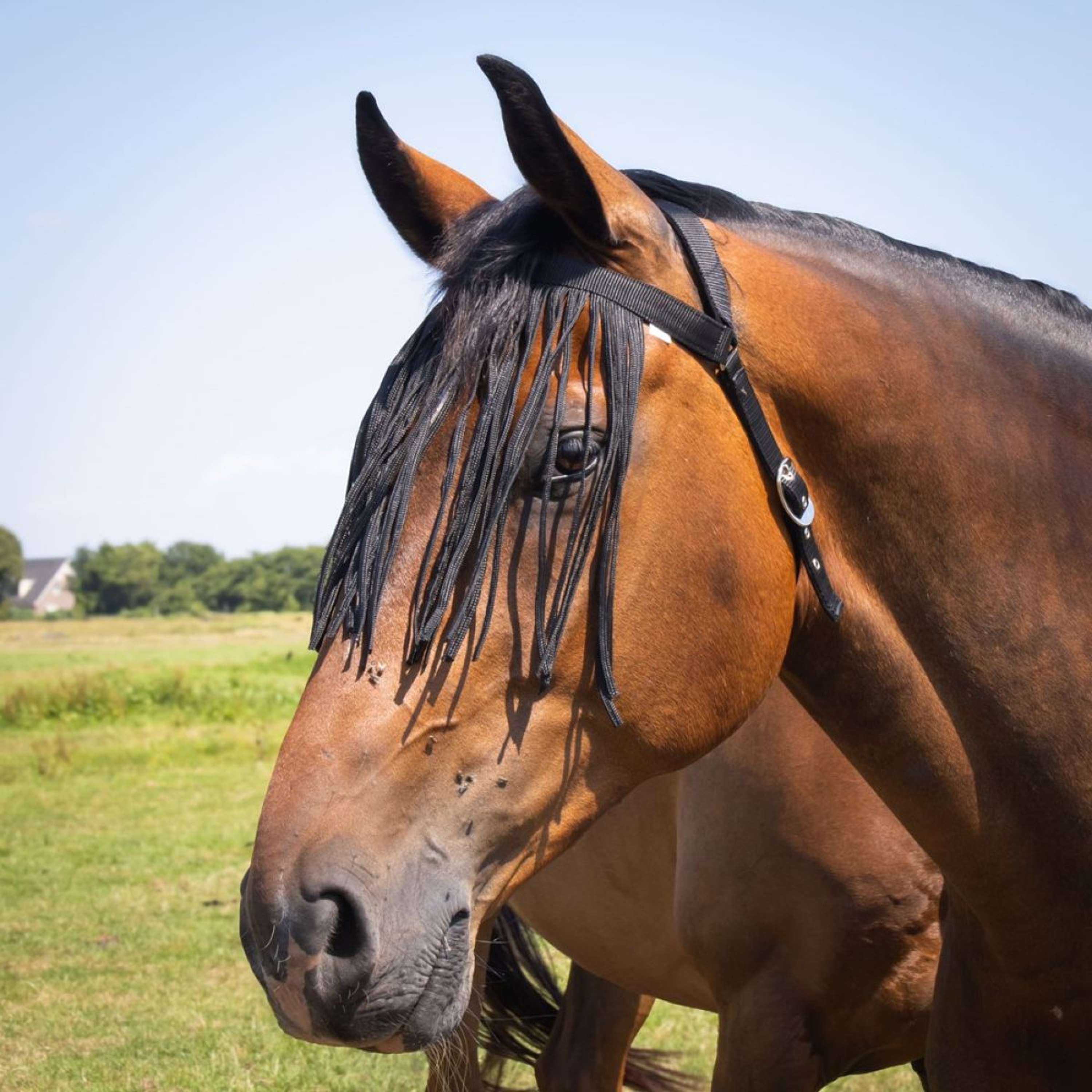 Harry's Horse Fly Fringe Comfort+ Black