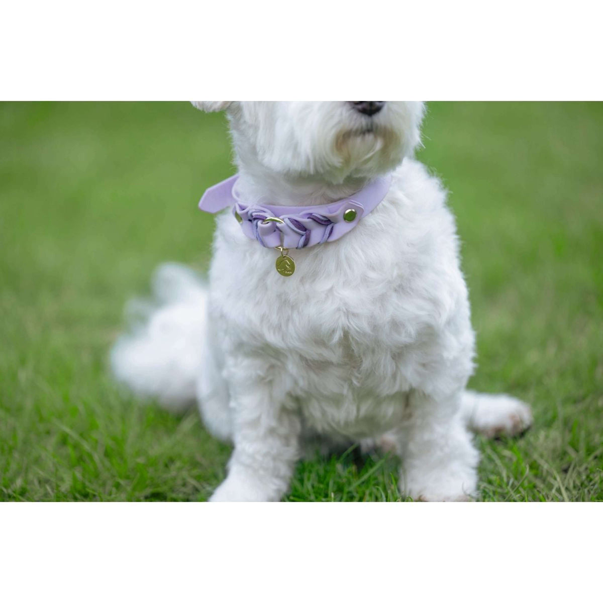 HKM Collar Amitye Lavender