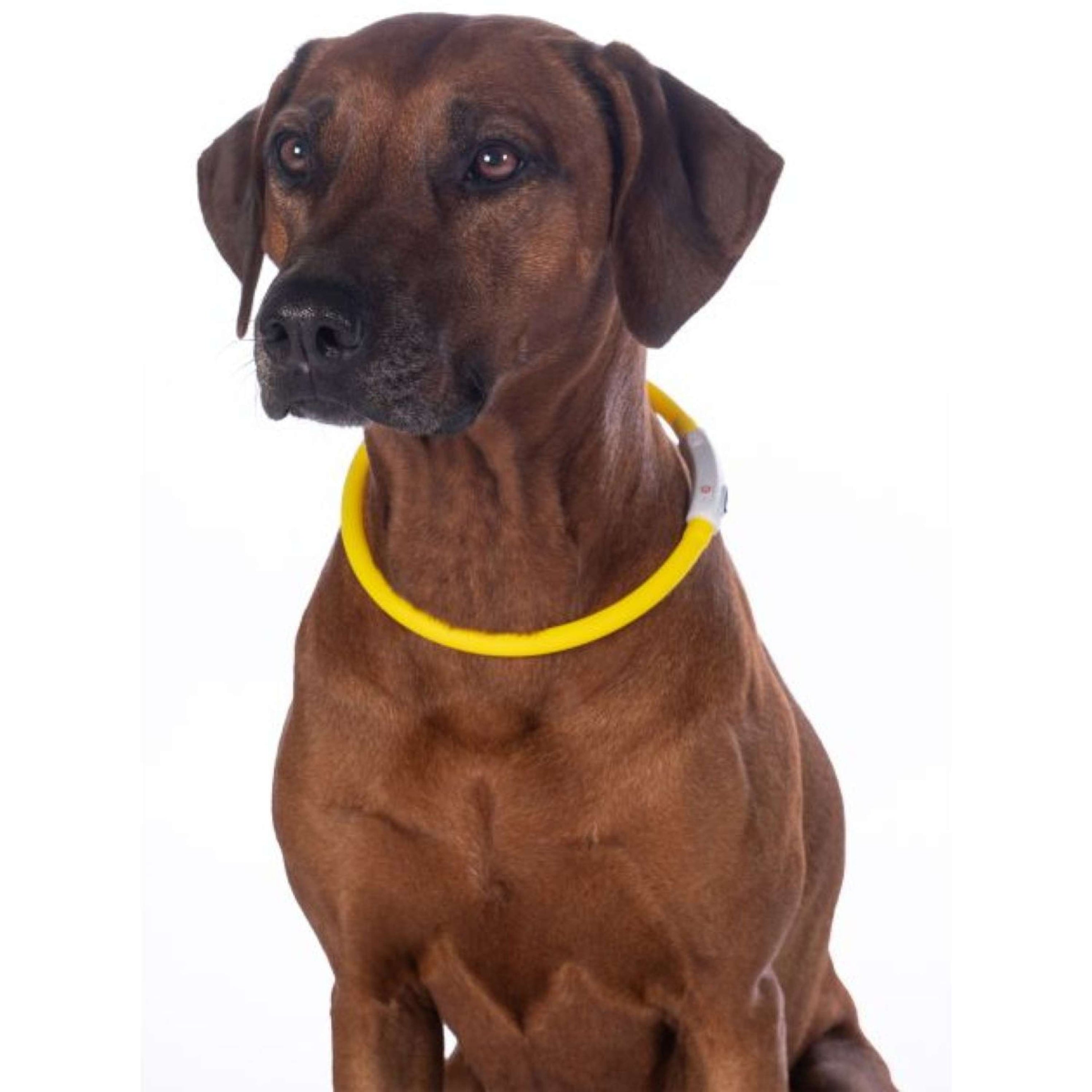 HKM Collar LED Yellow