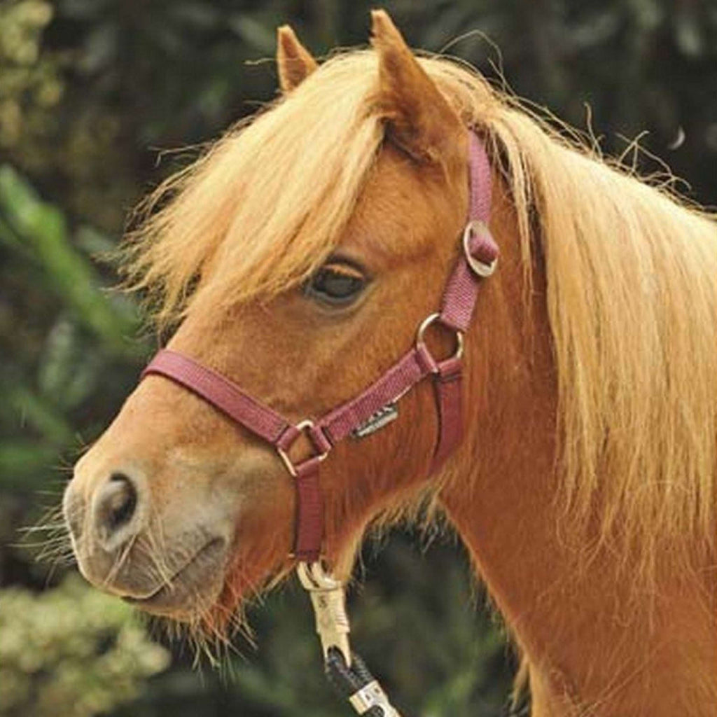 HKM Headcollar Mini Shetland WineRed
