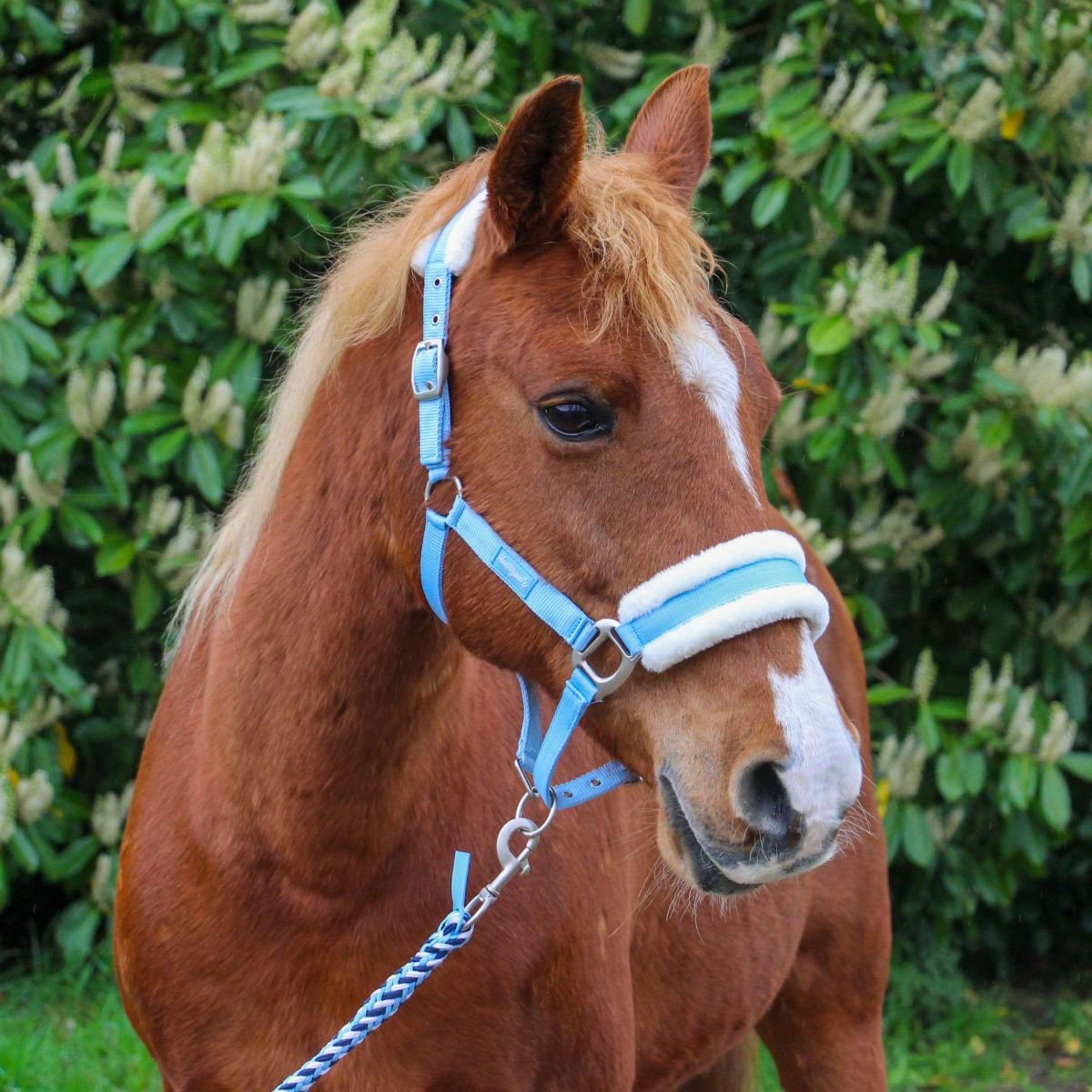 Hoefwijzer Halter Lightblue