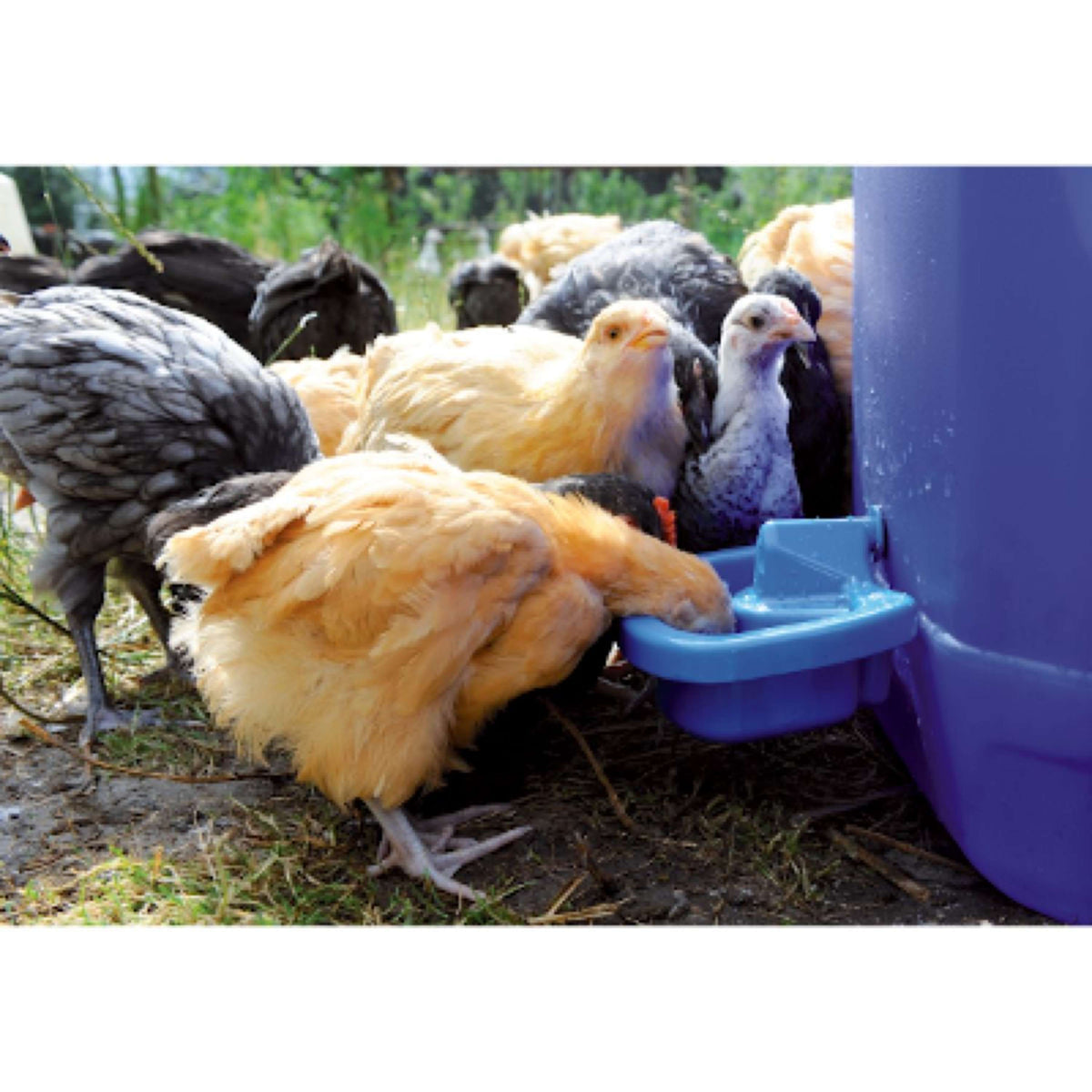 Excellent Poultry Drinking Bowl Self-assembly