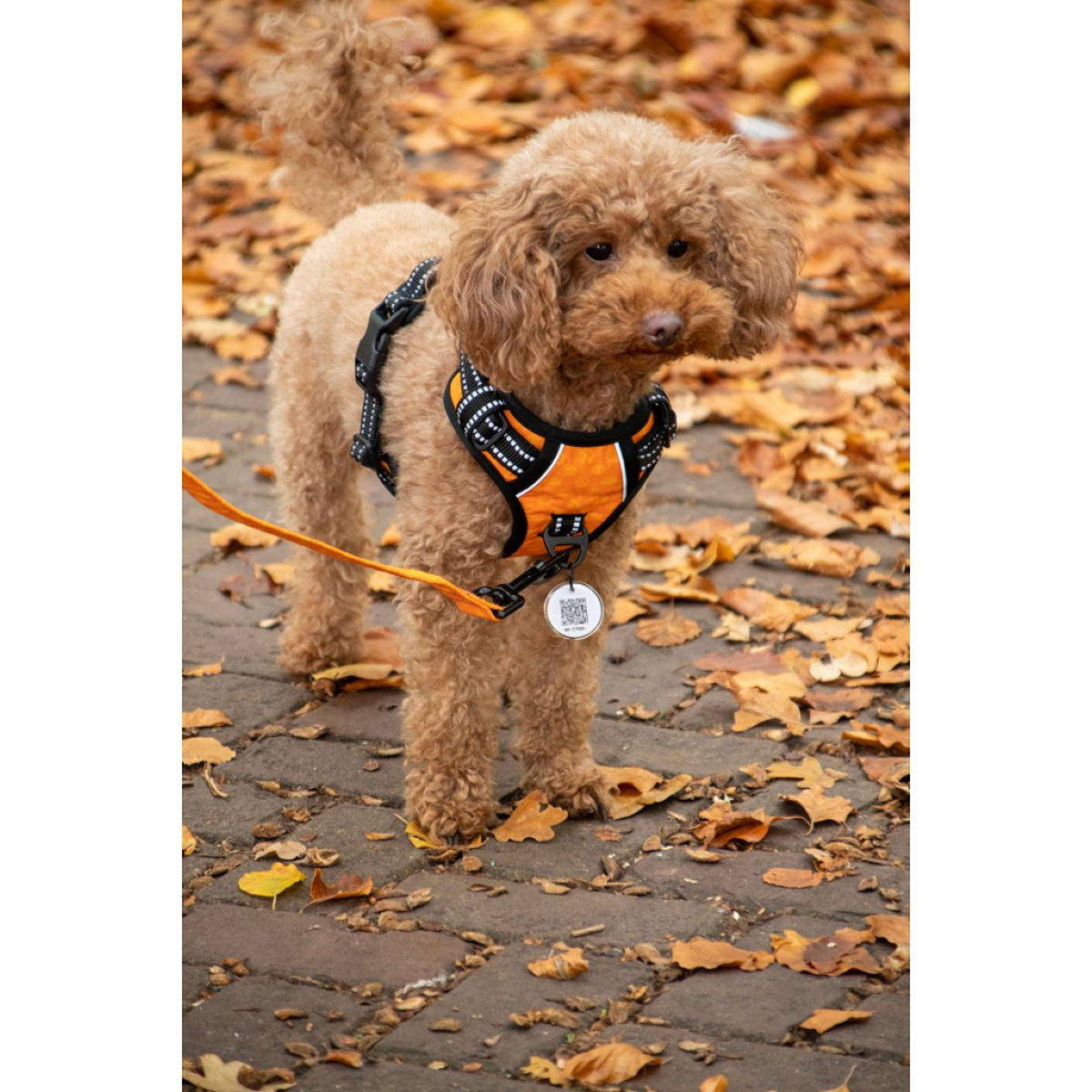 Spotted Pro! Dog Harness Green