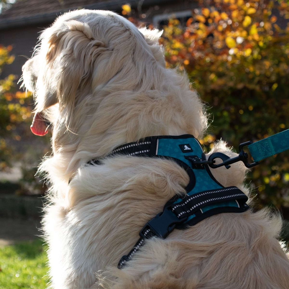 Spotted Pro! Dog Harness Purple