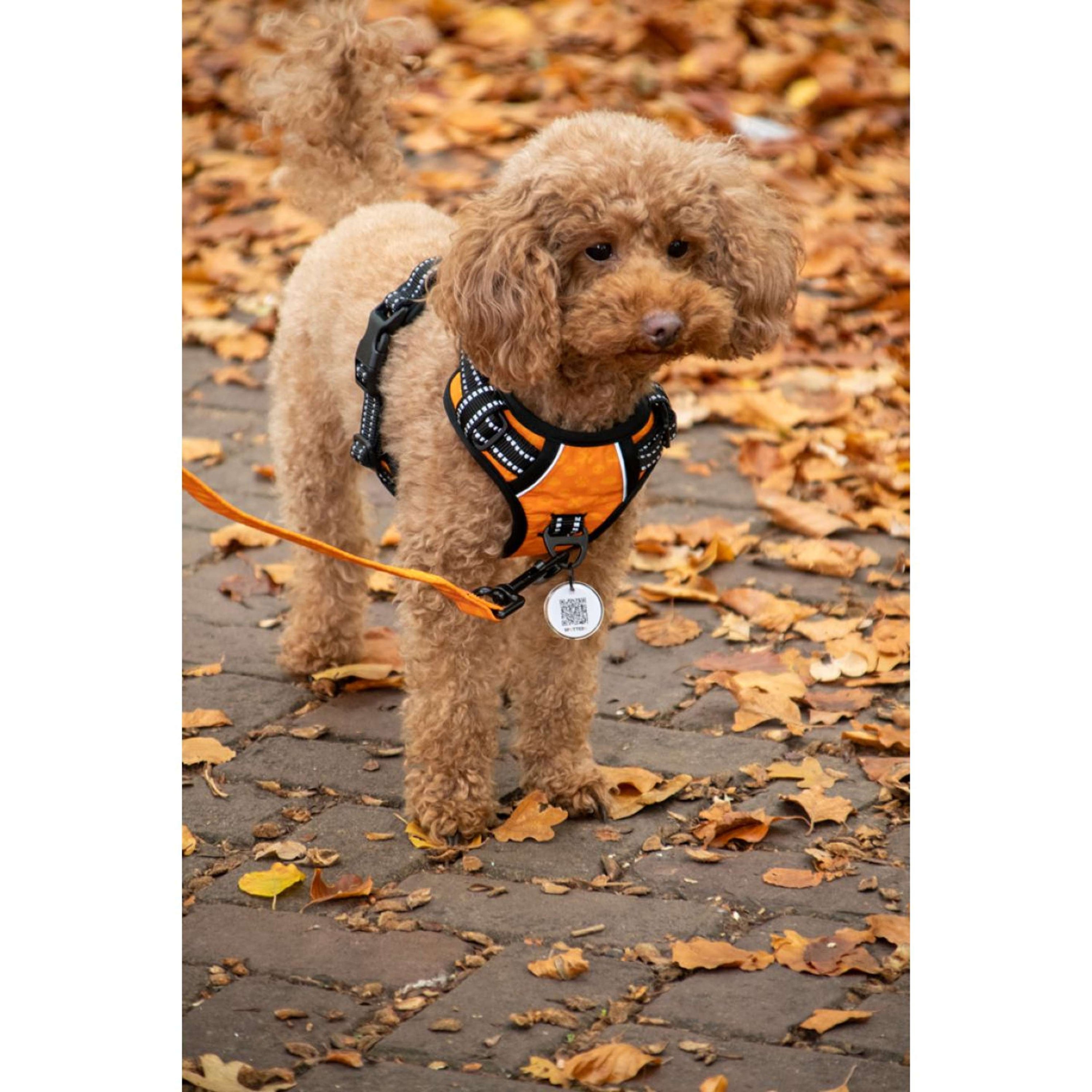Spotted Pro! Dog Harness Anthracite Spotted Pro! Dog Harness Anthracite