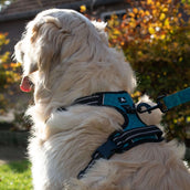 Spotted Pro! Dog Harness Green