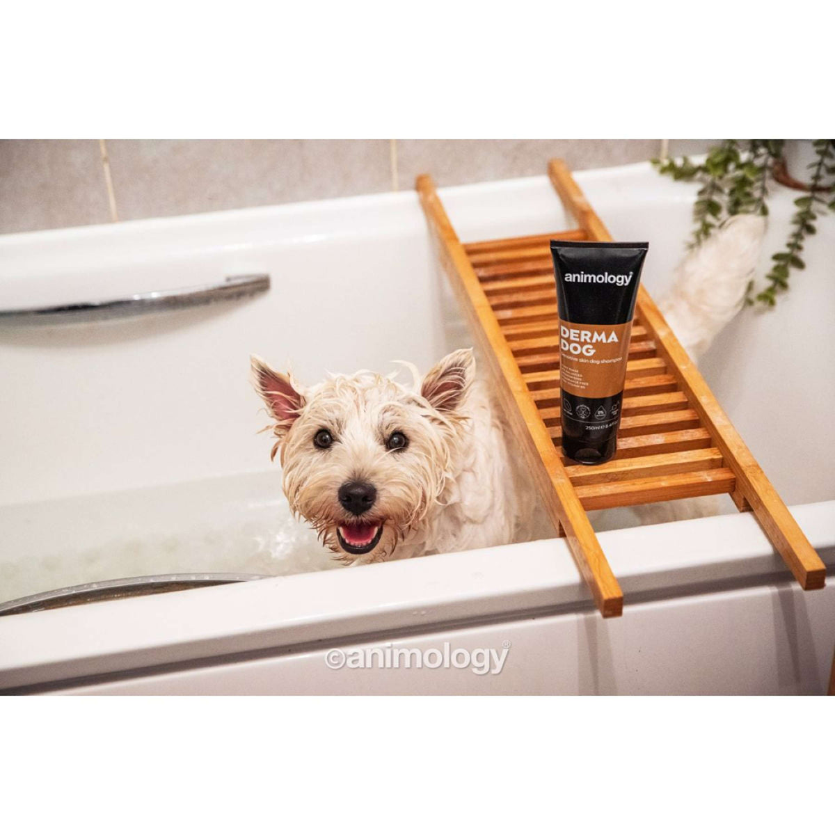 Animology Shampoo Derma Dog