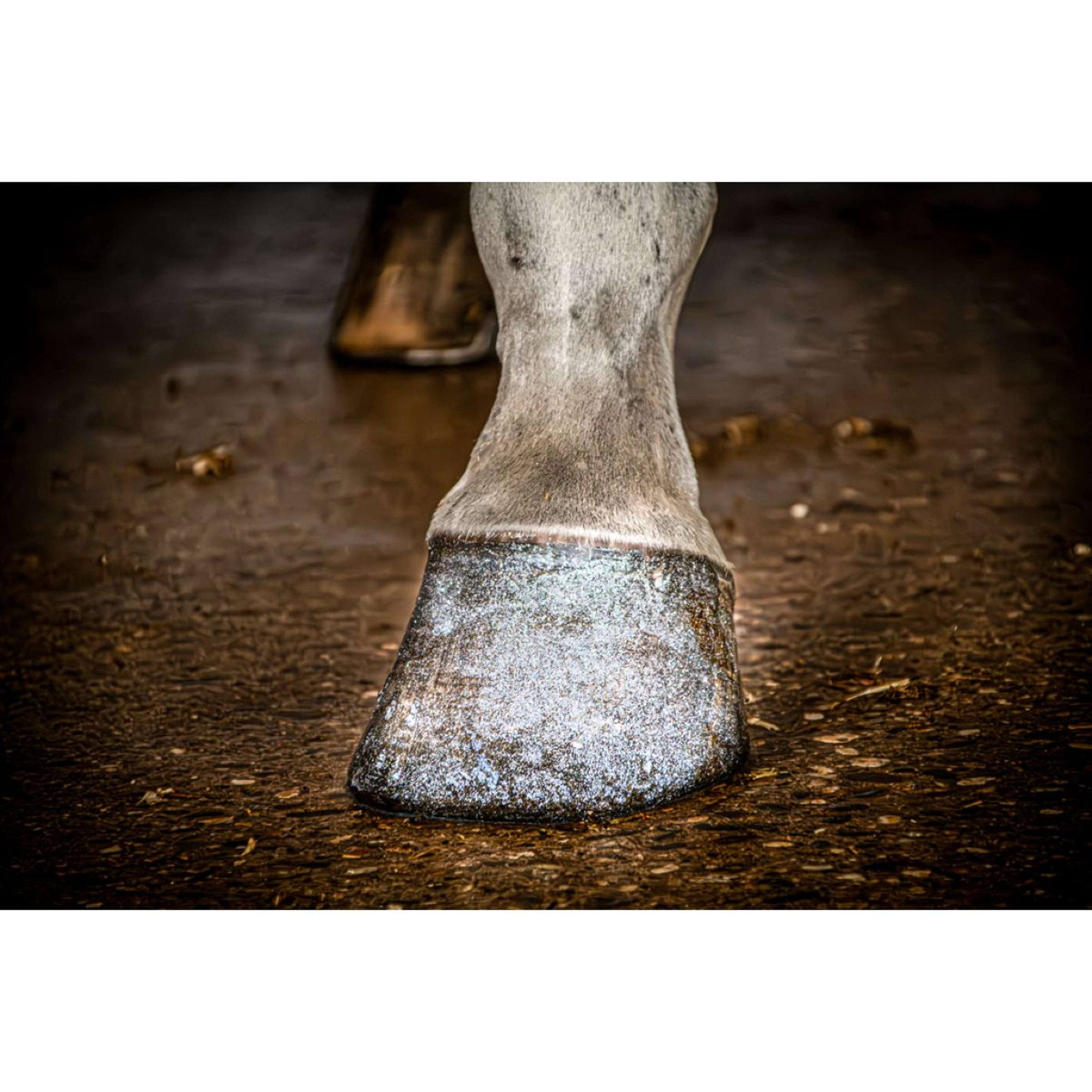 Excellent Hoof Polish Hi Gloss Glitter Silver Excellent Hoof Polish Hi Gloss Glitter Silver