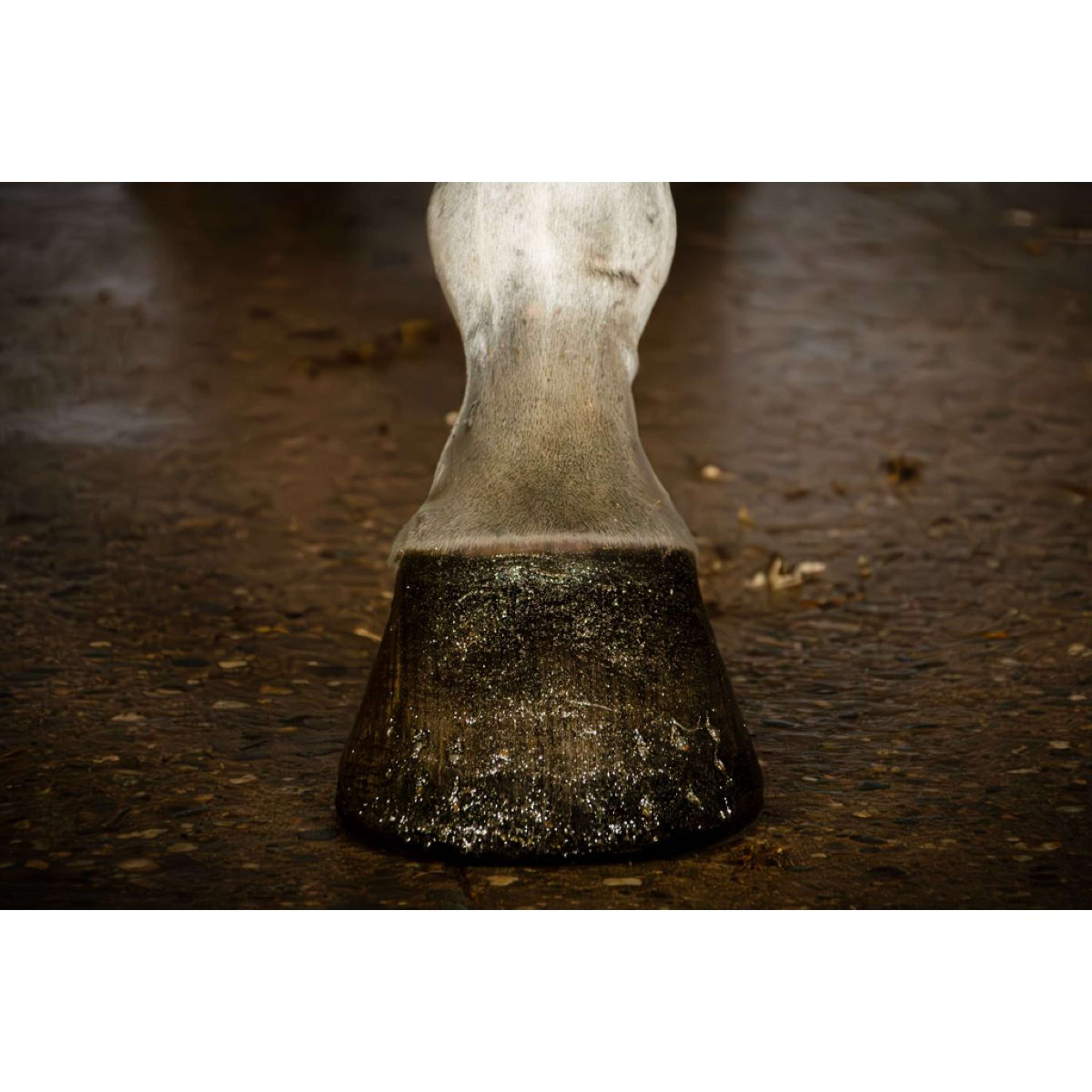 Excellent Hoof Polish Hi Gloss Glitter Gold