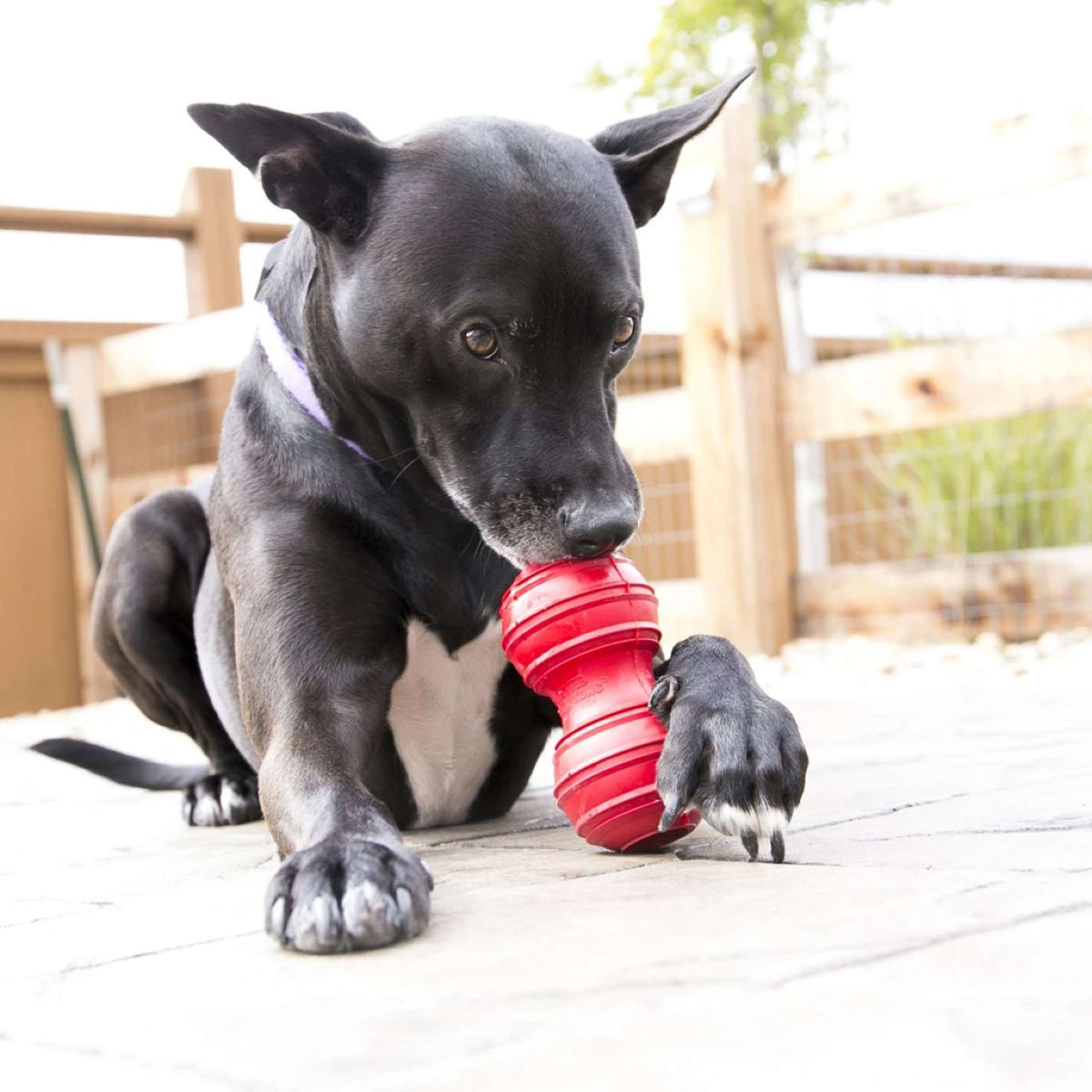 KONG Chewing Toys Dental