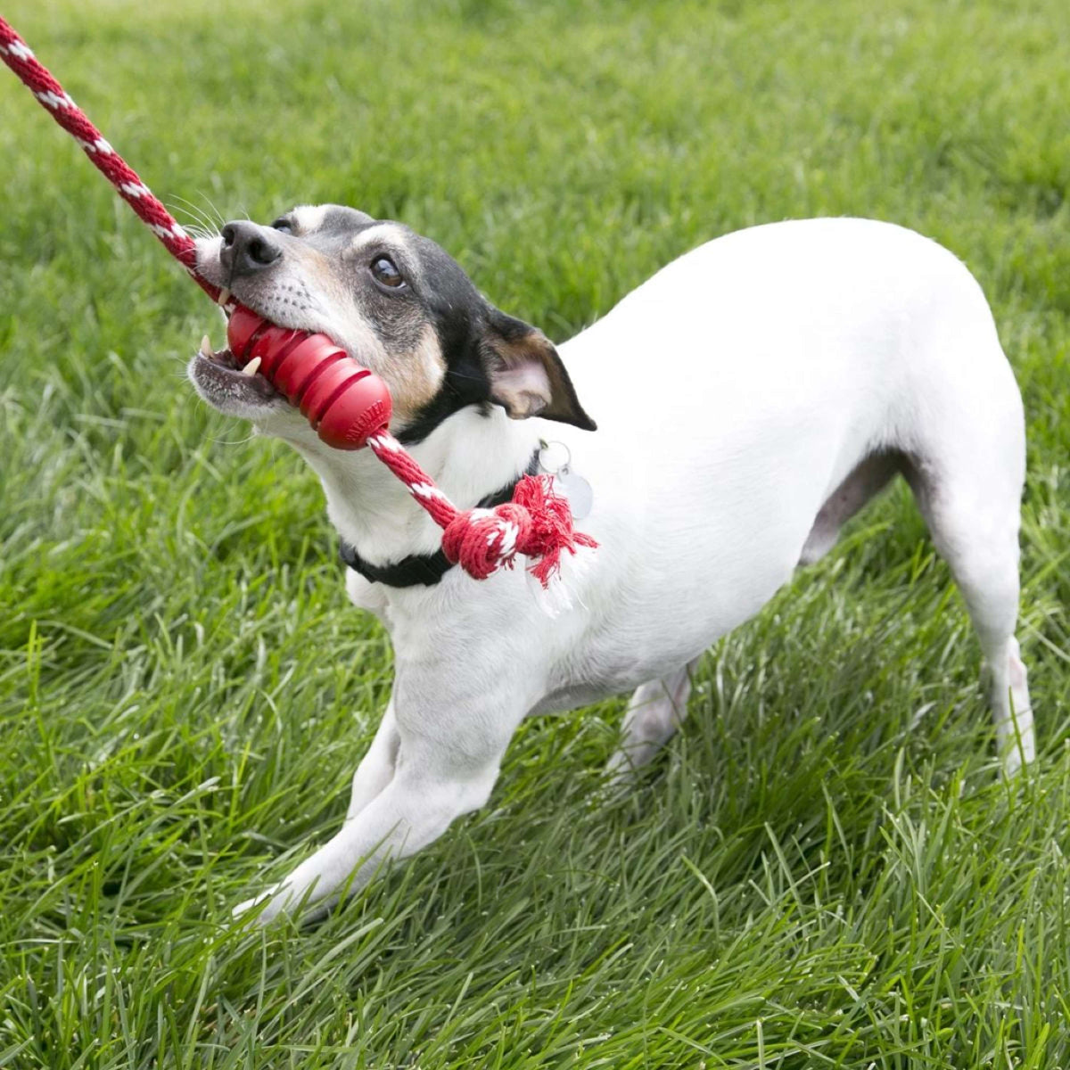 KONG Chewing Toys Dental Rope