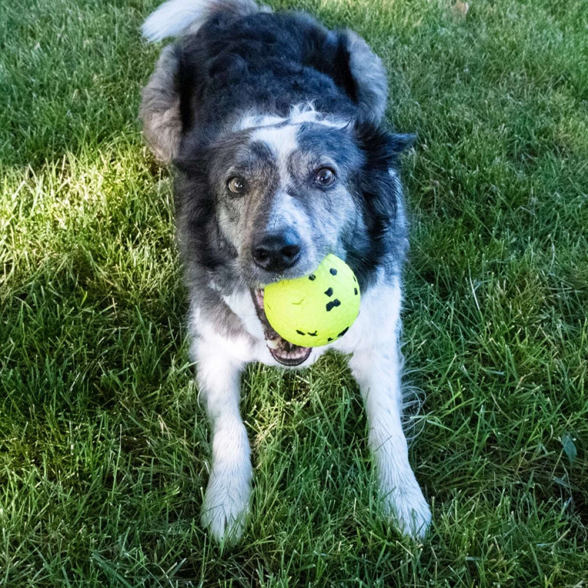 KONG Ball Reflex