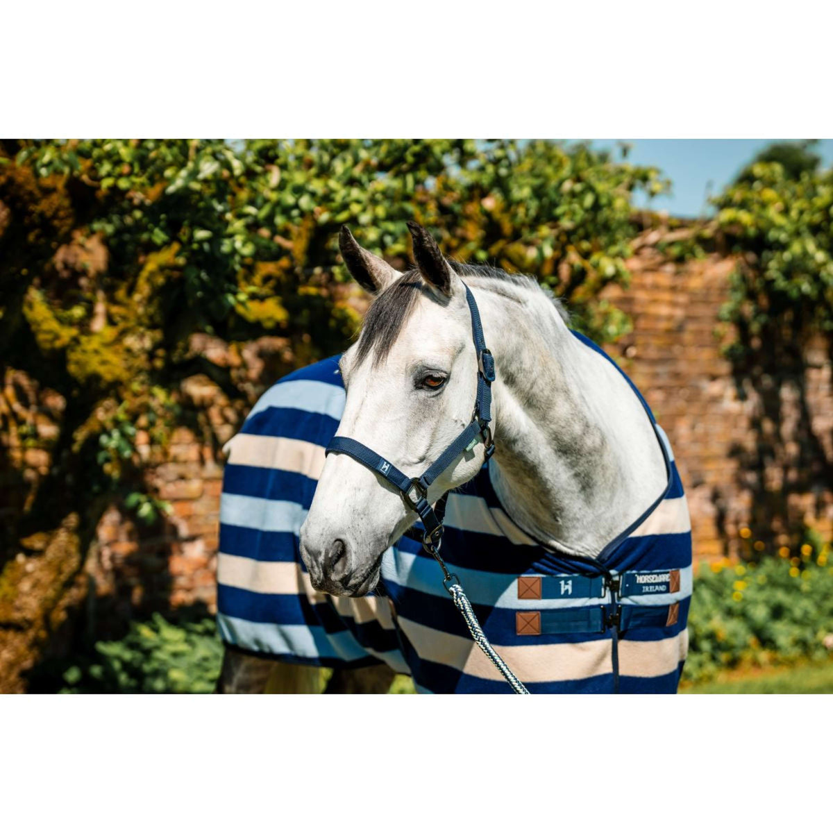 Amigo Halter and Leadrope Newmarket Witney Navy