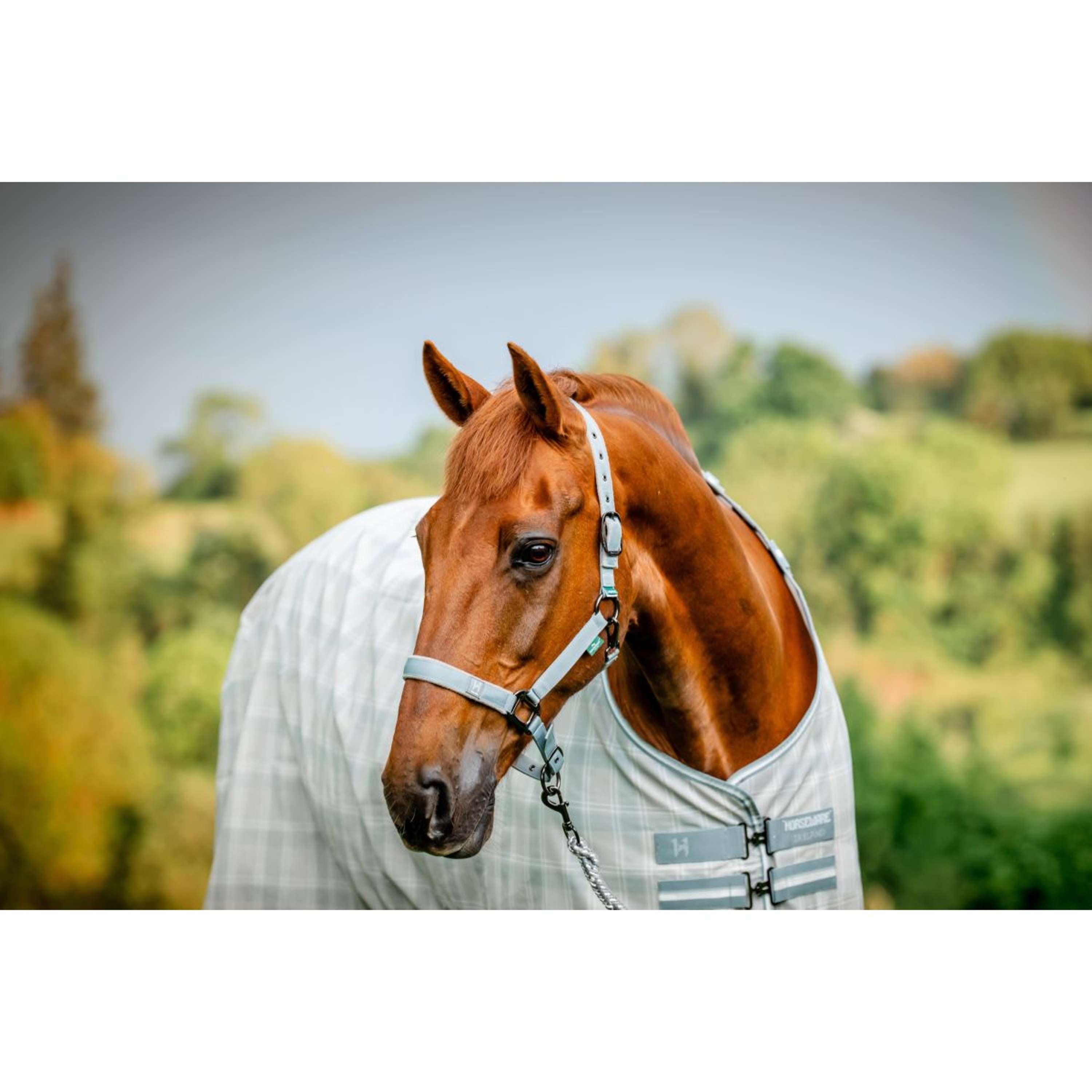 Amigo Halter and Leadrope Newmarket Witney Charcoal