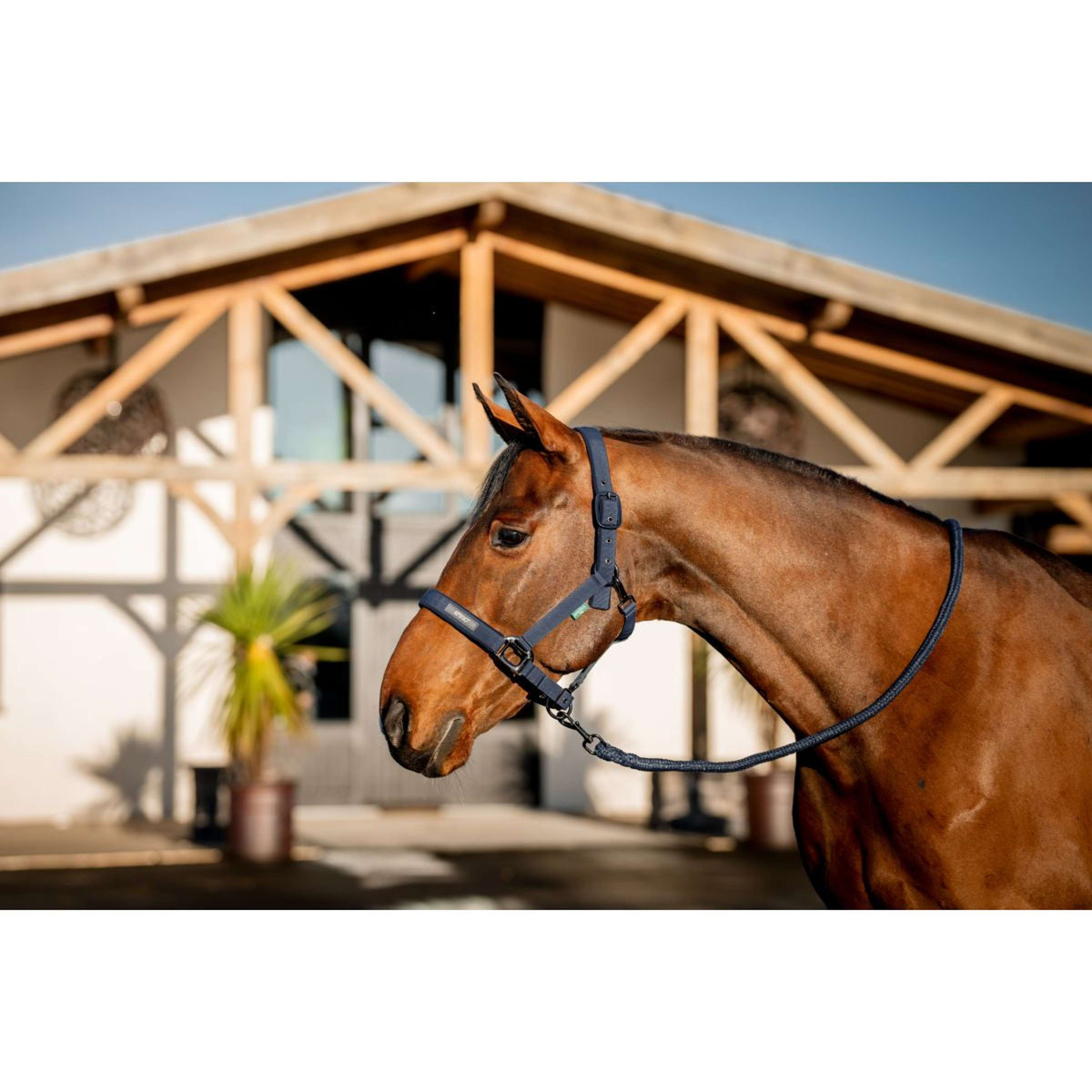 Amigo Halter and Leadrope Navy