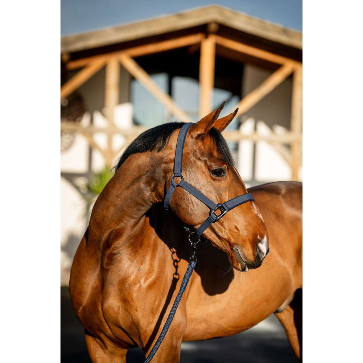 Amigo Halter and Leadrope Navy