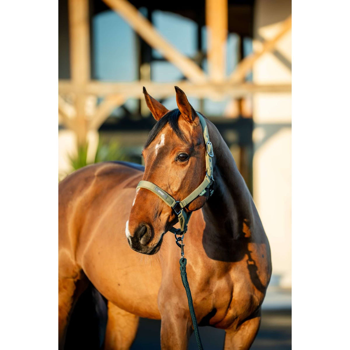 Amigo Halter and Leadrope Bramble