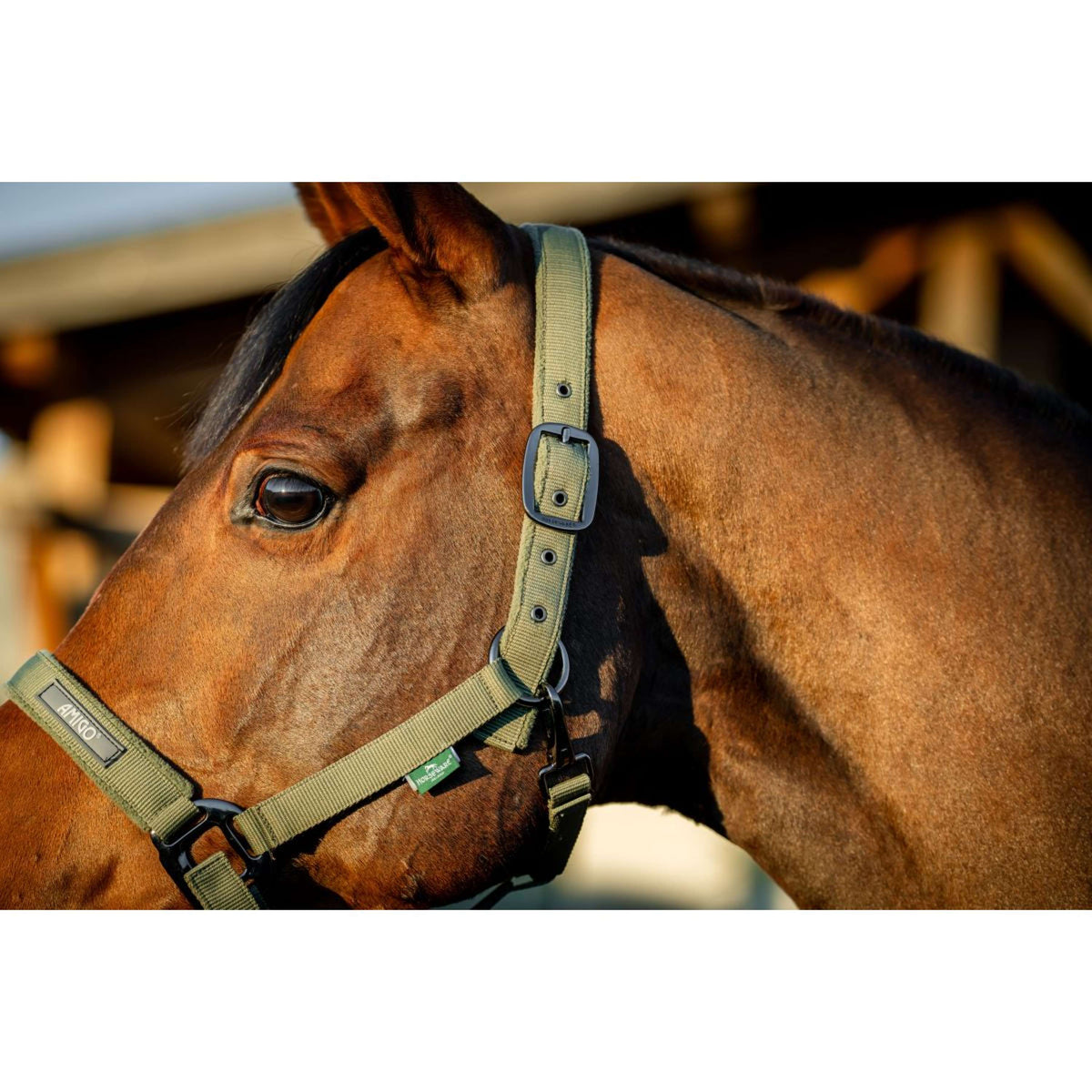 Amigo Halter and Leadrope Bramble